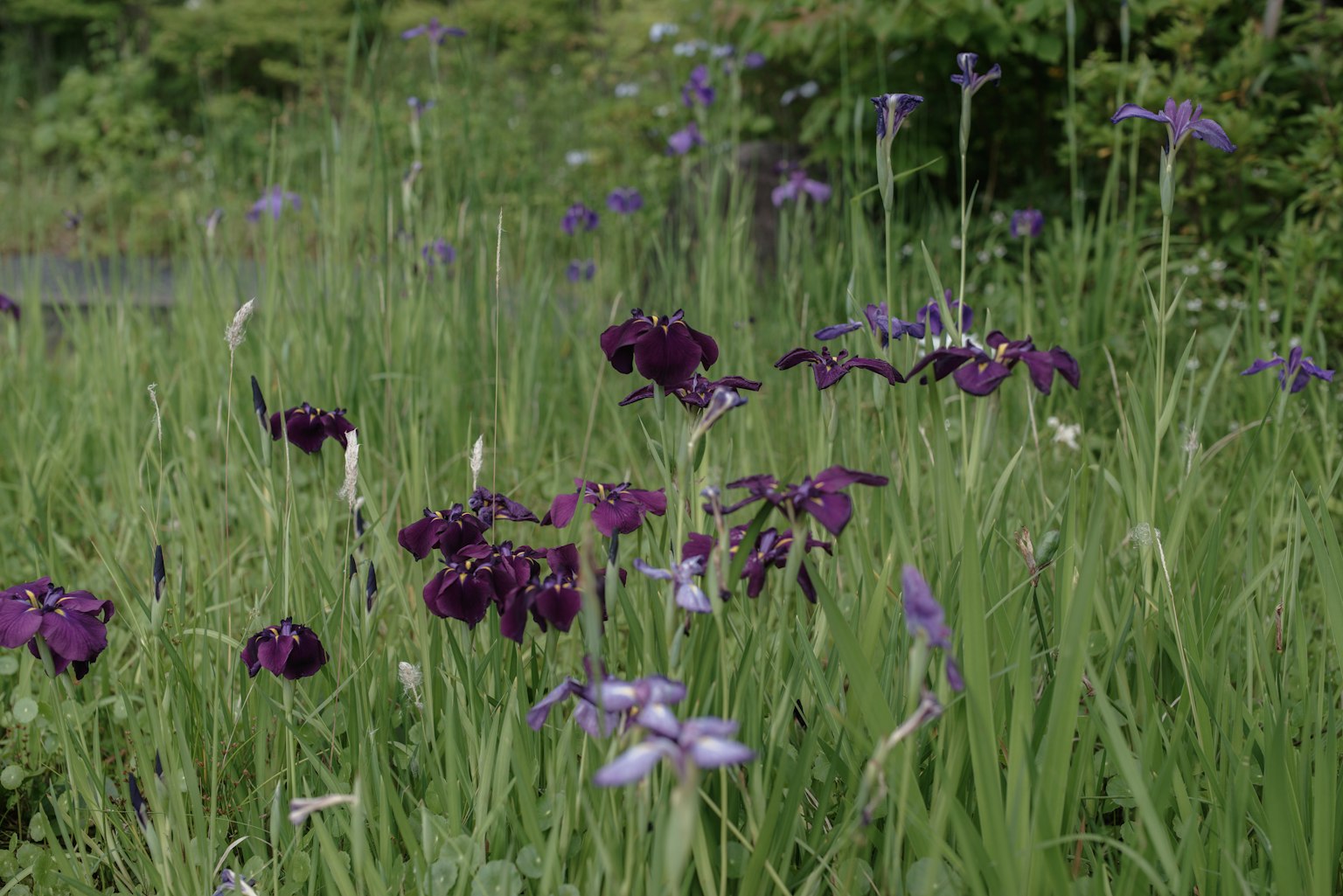 Un campo verde lussureggiante pieno di fiori viola e blu