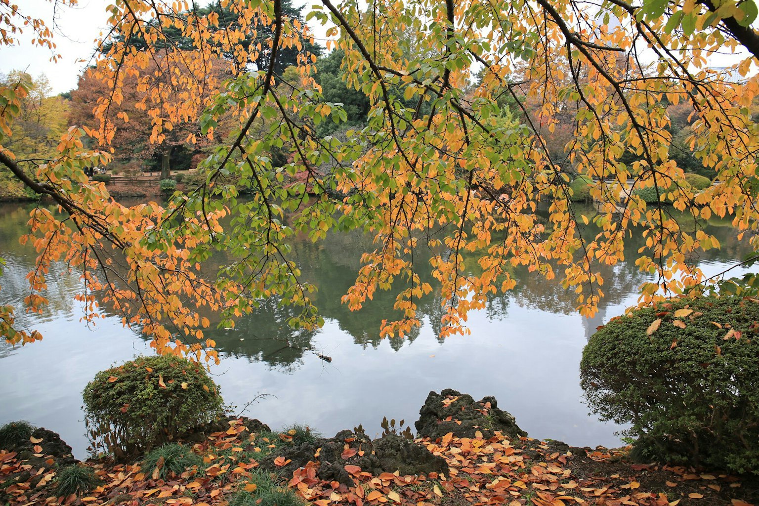 Autumn scene featuring a lake and orange leaves