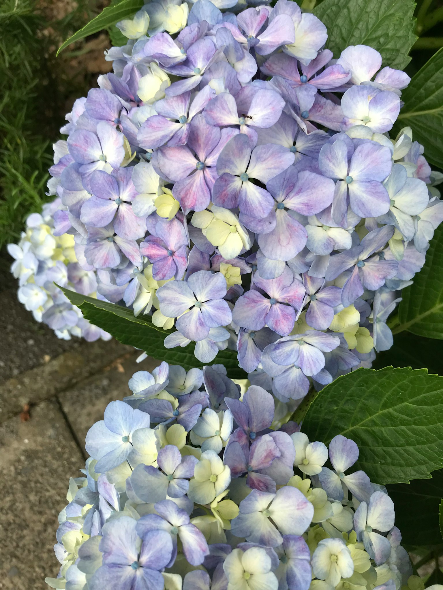 Schönes Bild von Clustern blauer und lila Hortensienblüten