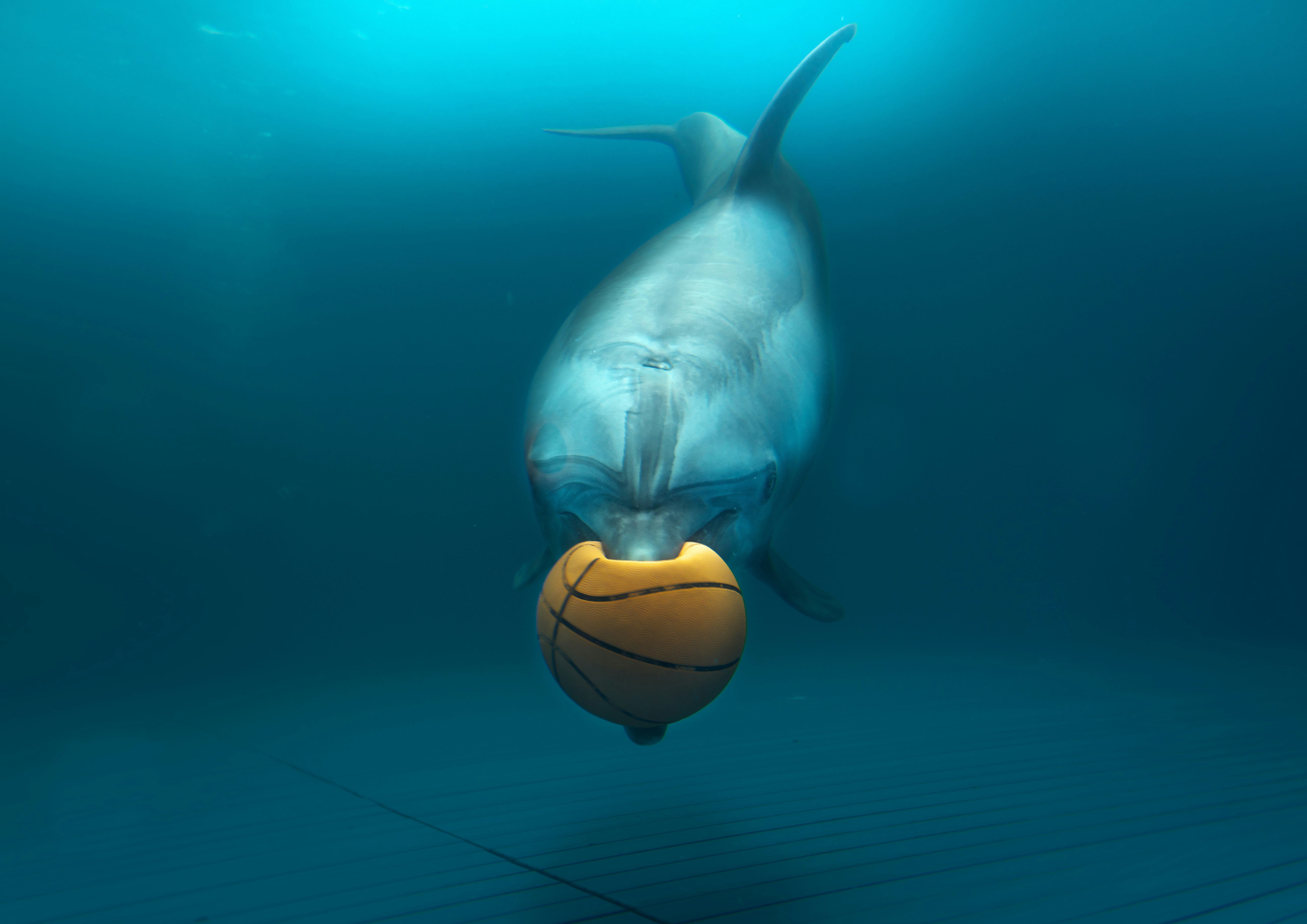 イルカが水中でボールをくわえている水族館の展示画像