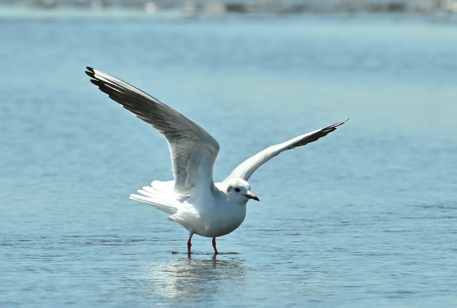 A white seagull standing on the water with wings spread