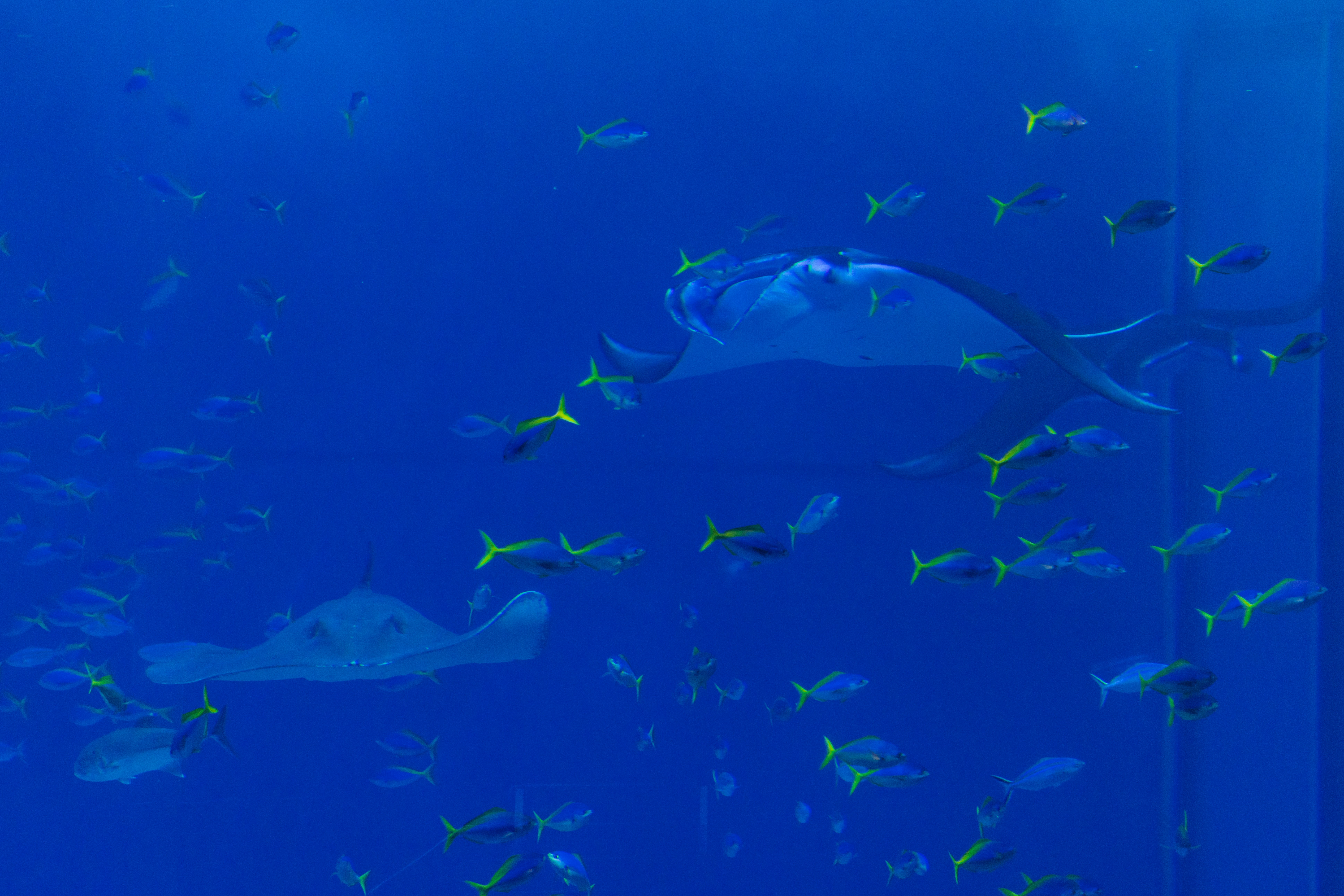 Unterwasser-Blau mit Fischen und Silhouette eines Hais