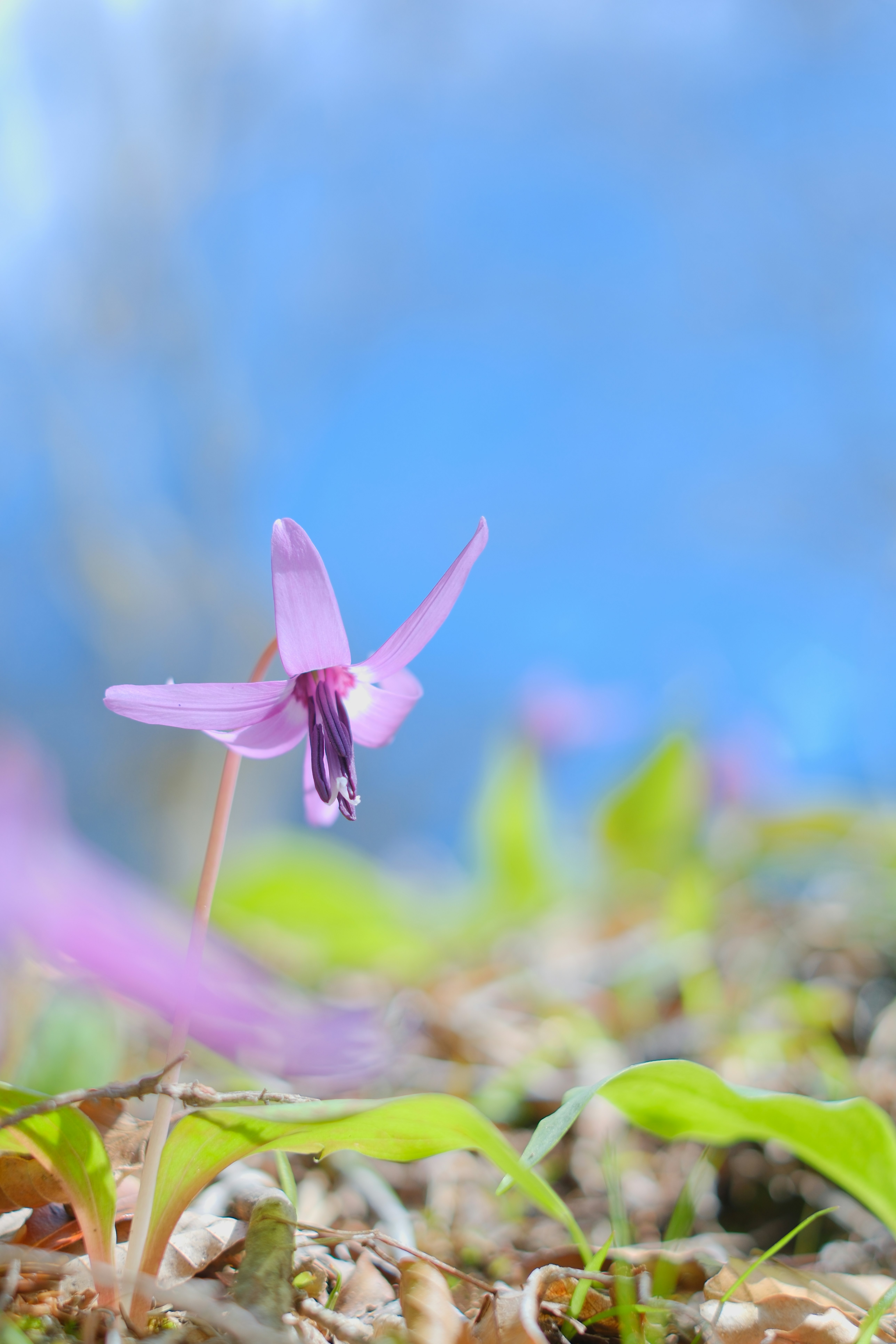 青空の下で咲くピンクの花と芝生の草むら