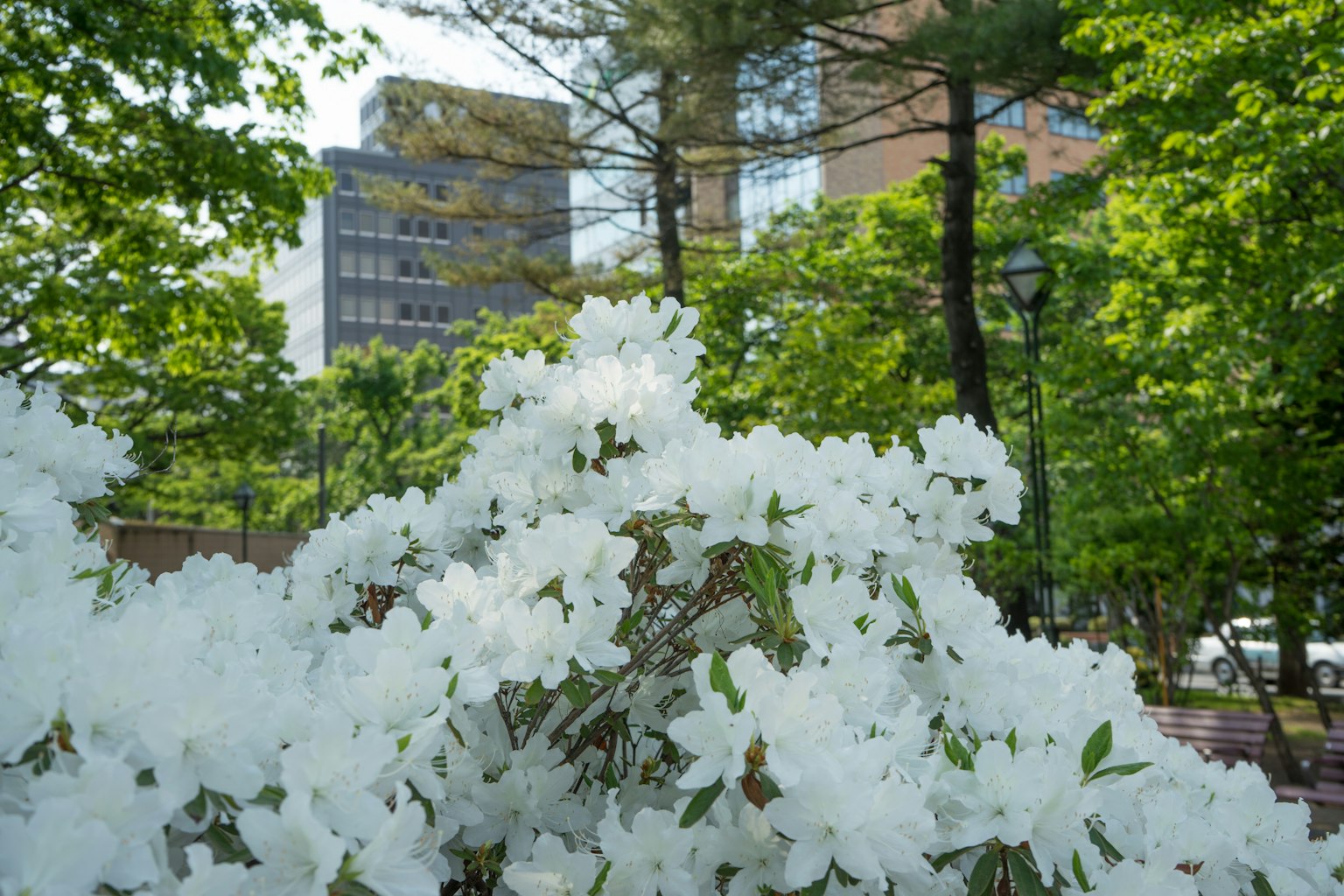 Ein Busch mit weißen Blumen vor grünen Bäumen und Gebäuden im Hintergrund