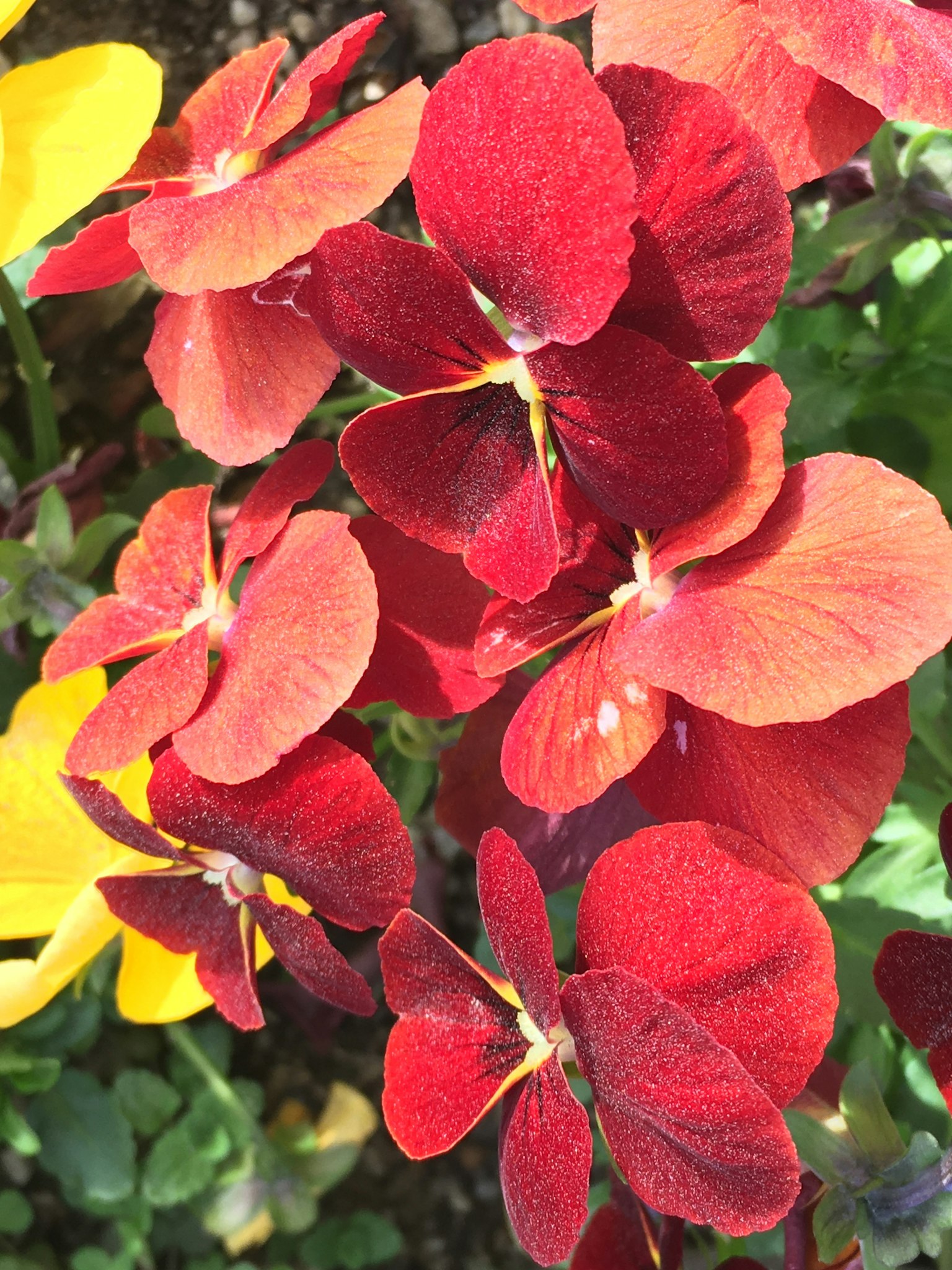 Vivace gruppo di fiori rossi con petali vellutati