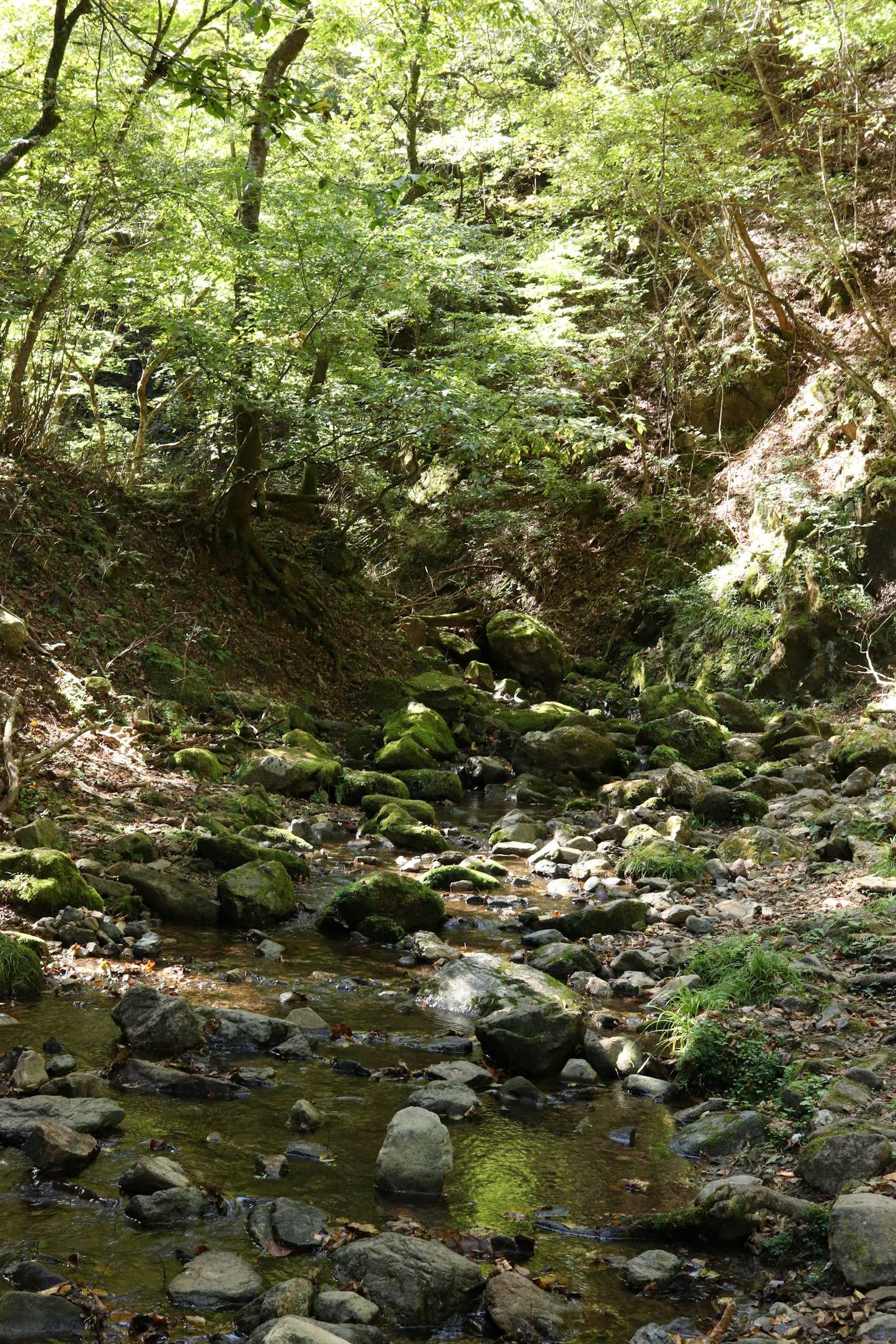 被郁郁葱葱的绿树包围的小溪景观，岩石和苔藓在宁静的自然环境中