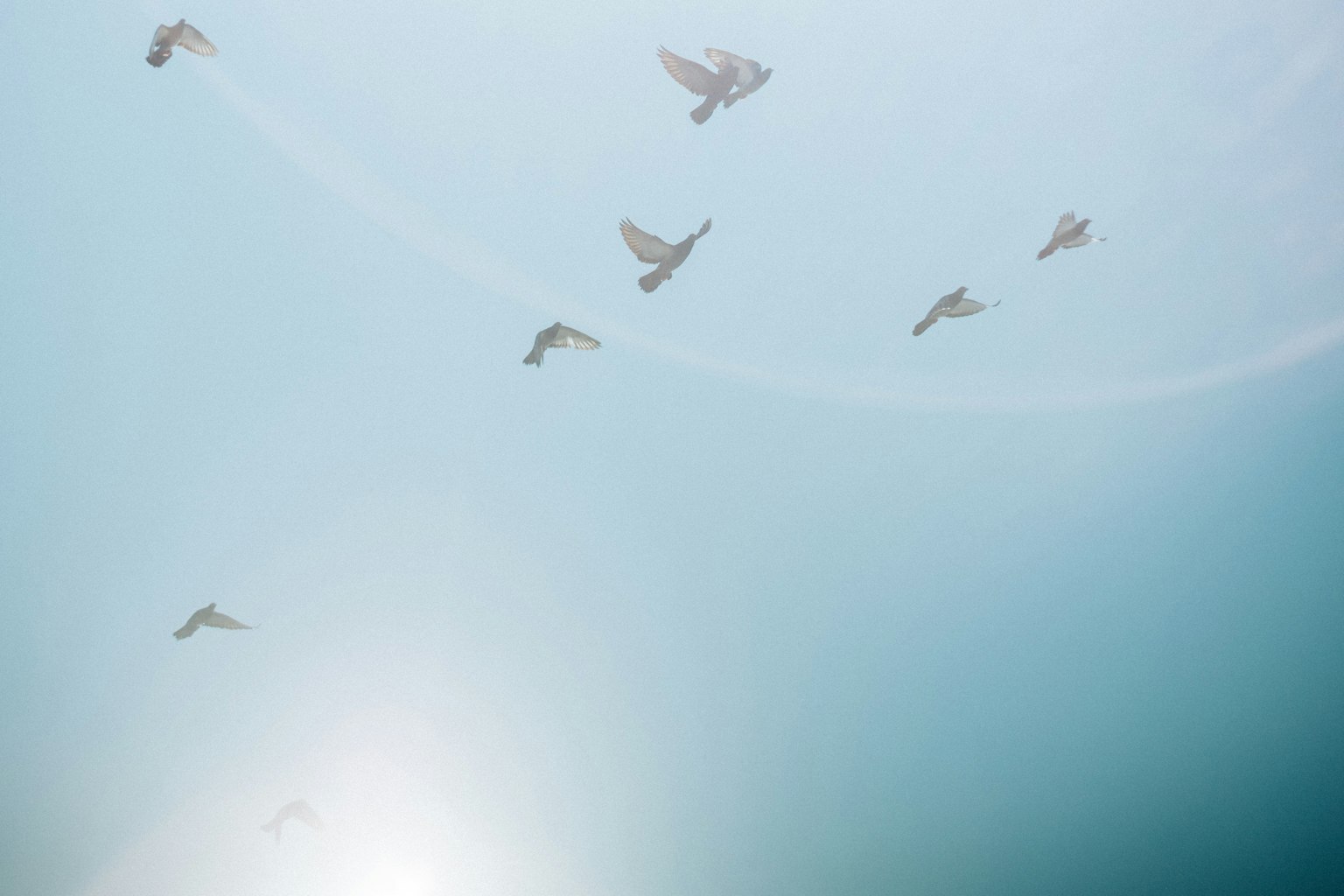 Un groupe de petits oiseaux volant dans un ciel bleu