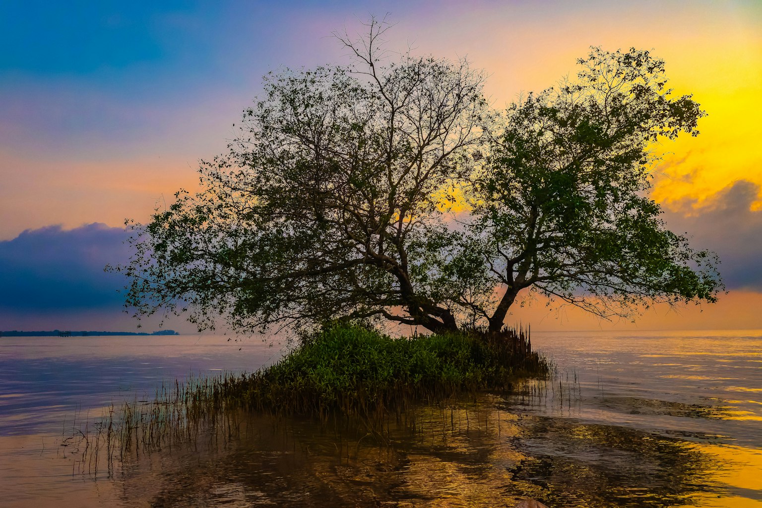 Albero sereno al bordo dell'acqua contro un bellissimo tramonto