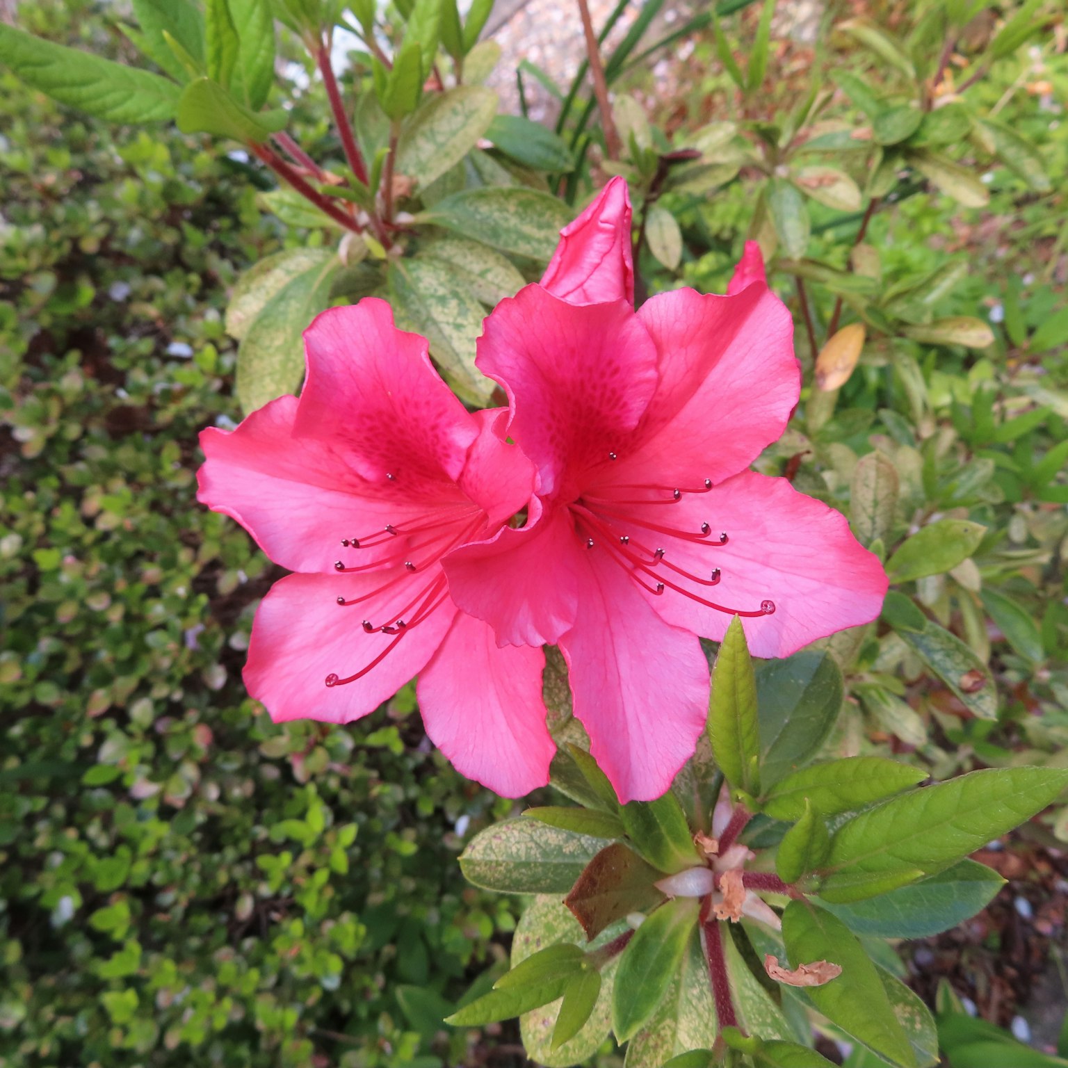 Une fleur d'azalée rose vif entourée de feuilles vertes