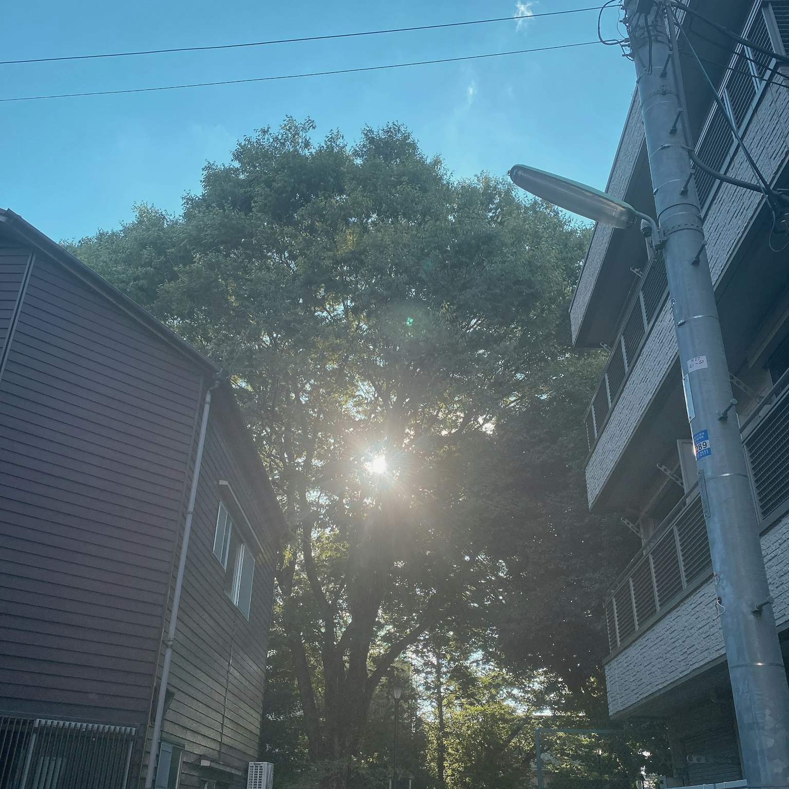 Luz del sol filtrándose a través de un gran árbol entre edificios bajo un cielo azul