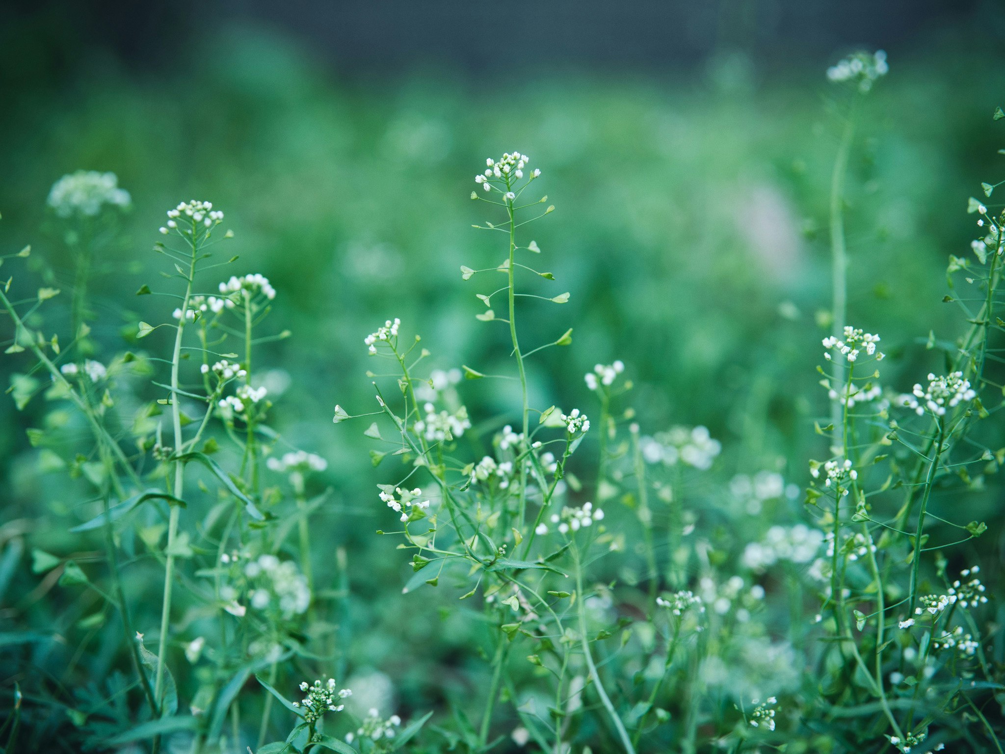 緑の草地に咲く小さな白い花の群生