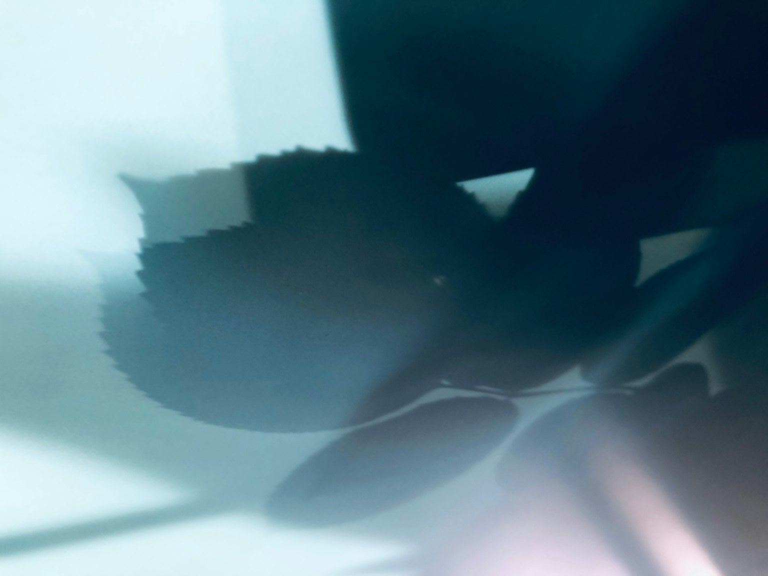Silhouette of leaves against a blue background with light reflections