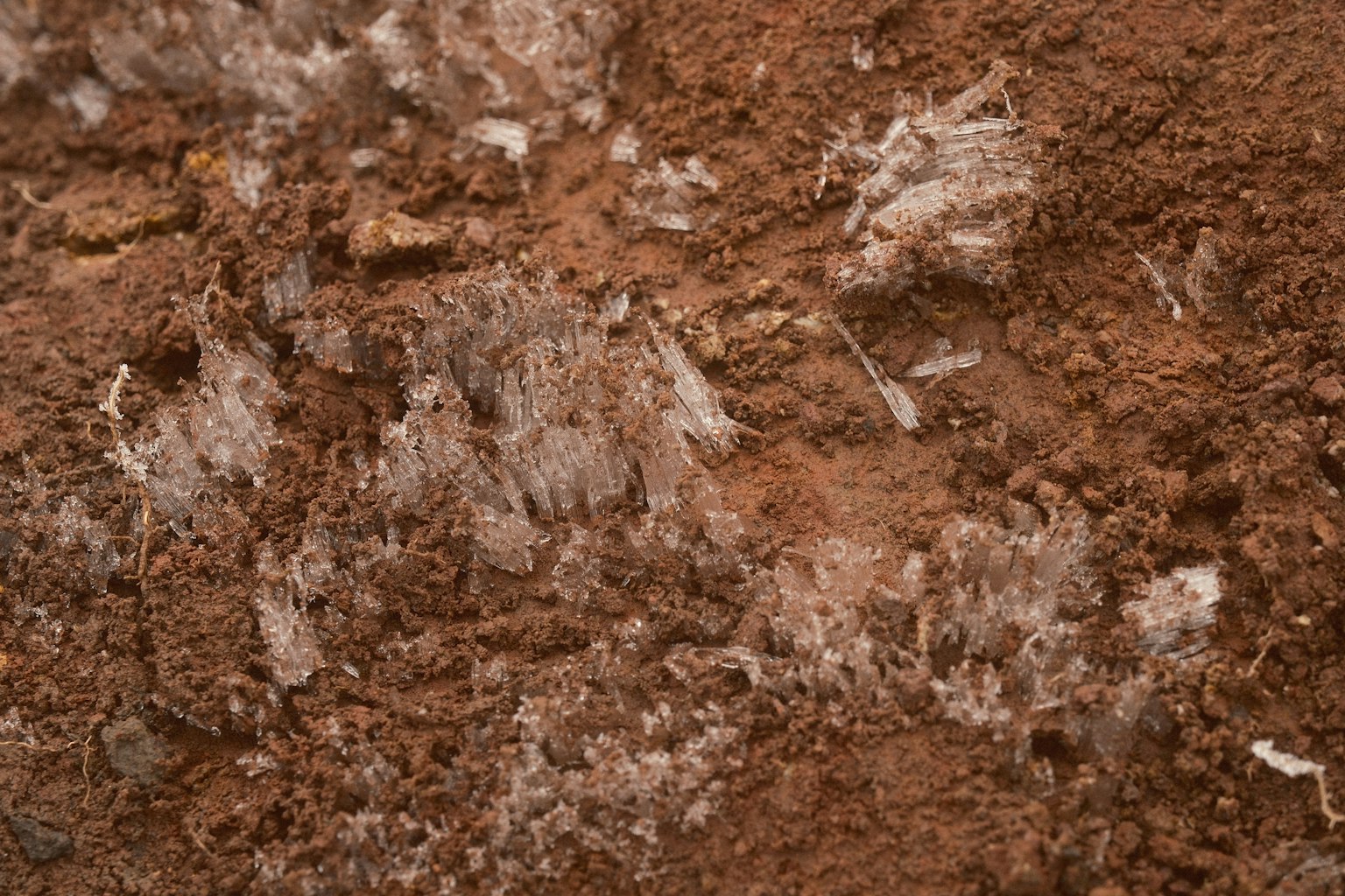 Close-up image showing soil texture and fibrous features