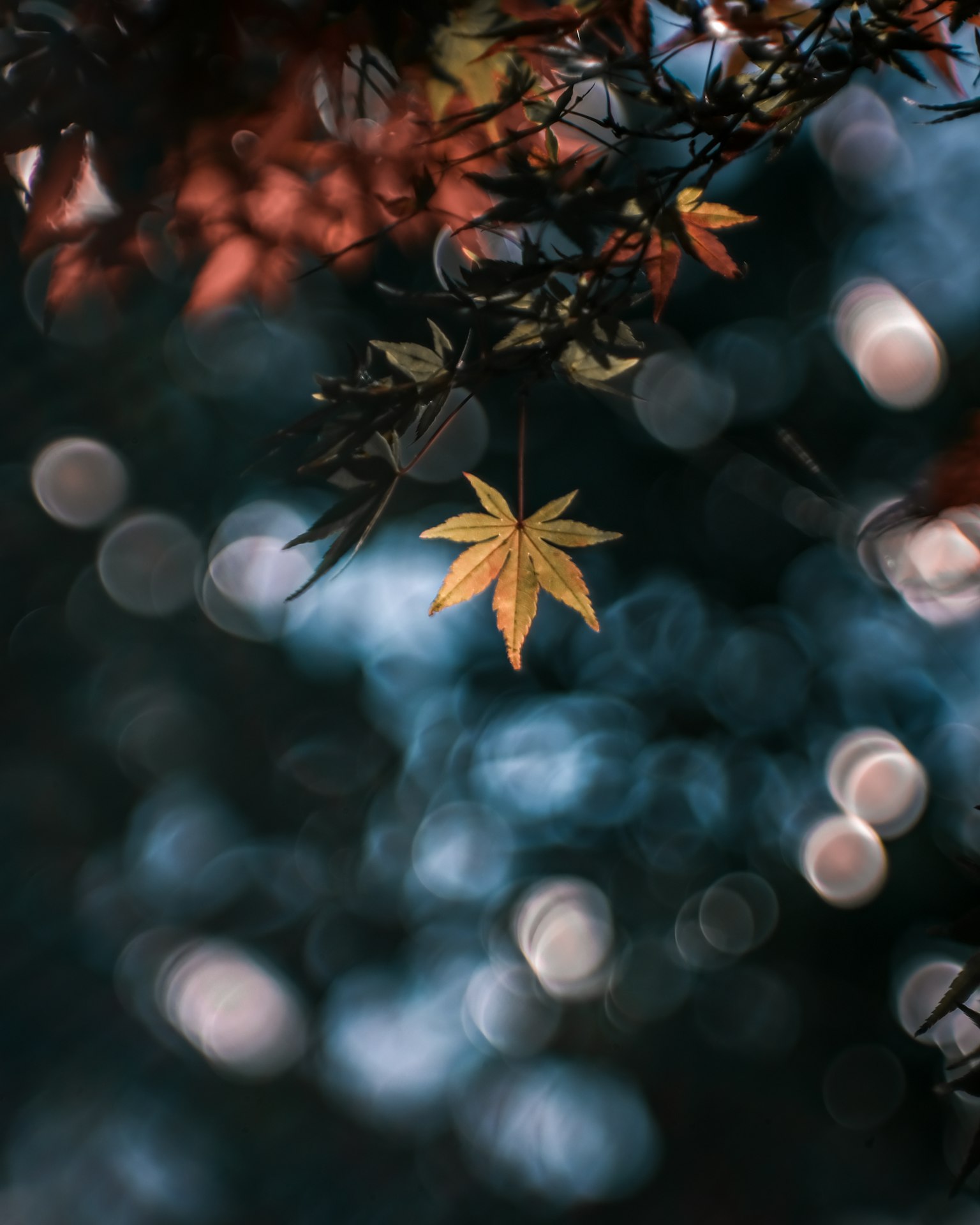 在模糊的红叶和散景灯光背景下，一片黄色的叶子显得特别突出