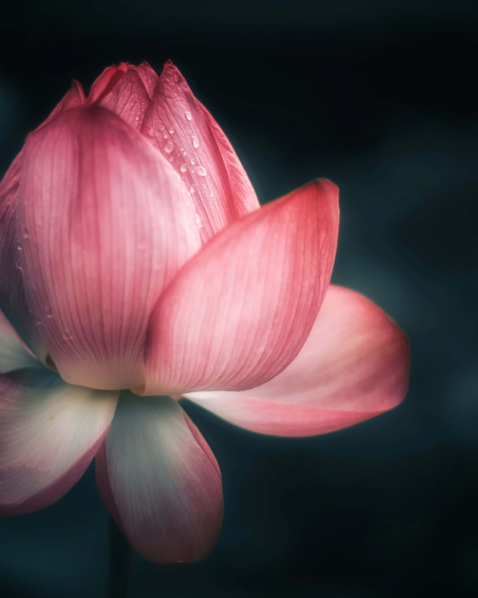 어두운 배경에 돋보이는 아름다운 분홍색 연꽃