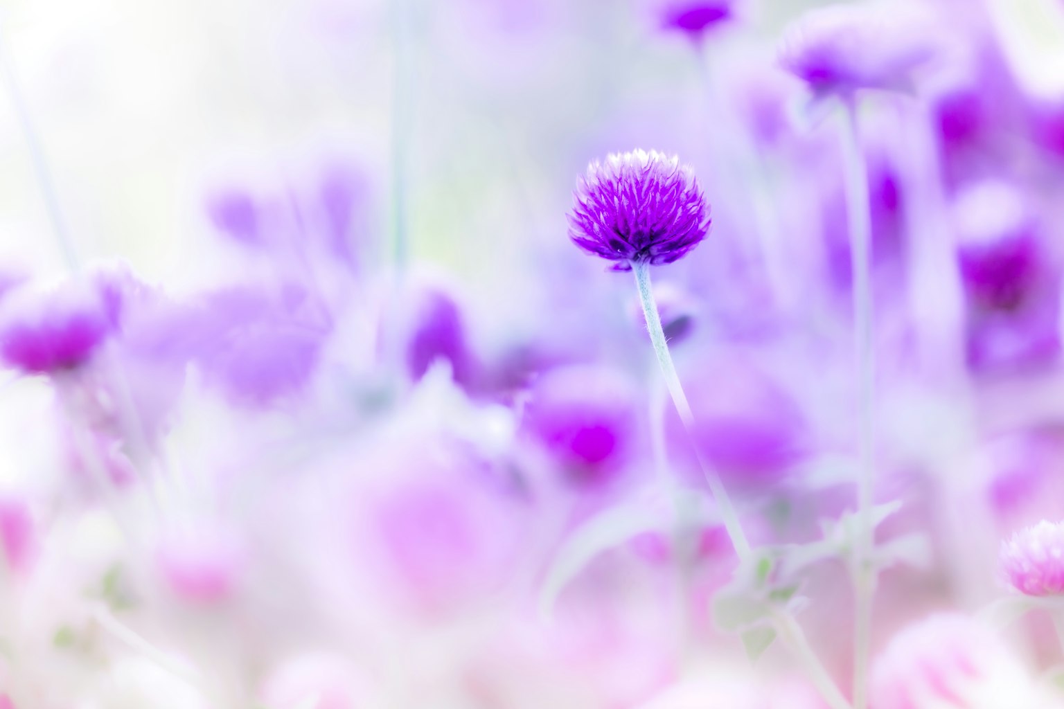 Eine schöne Szene von lila Blumen, die sanft im Hintergrund verschwommen sind