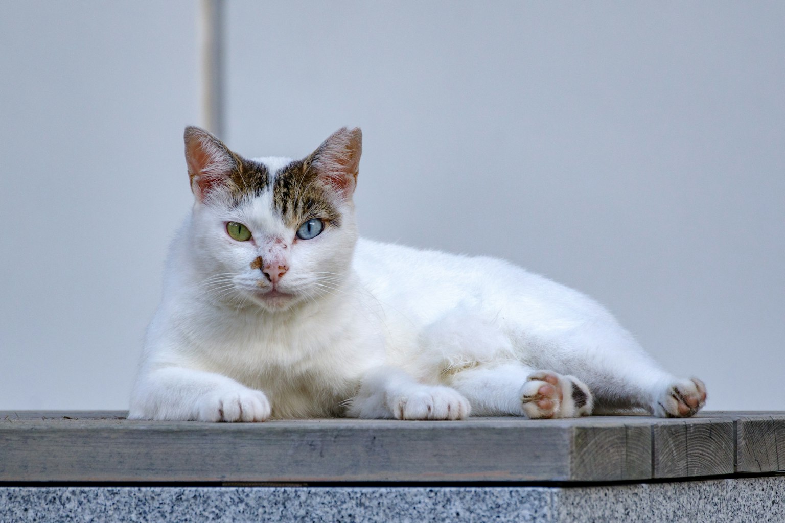 하얀 고양이가 누워 있으며 한쪽 눈은 파란색이고 다른 쪽 눈은 초록색