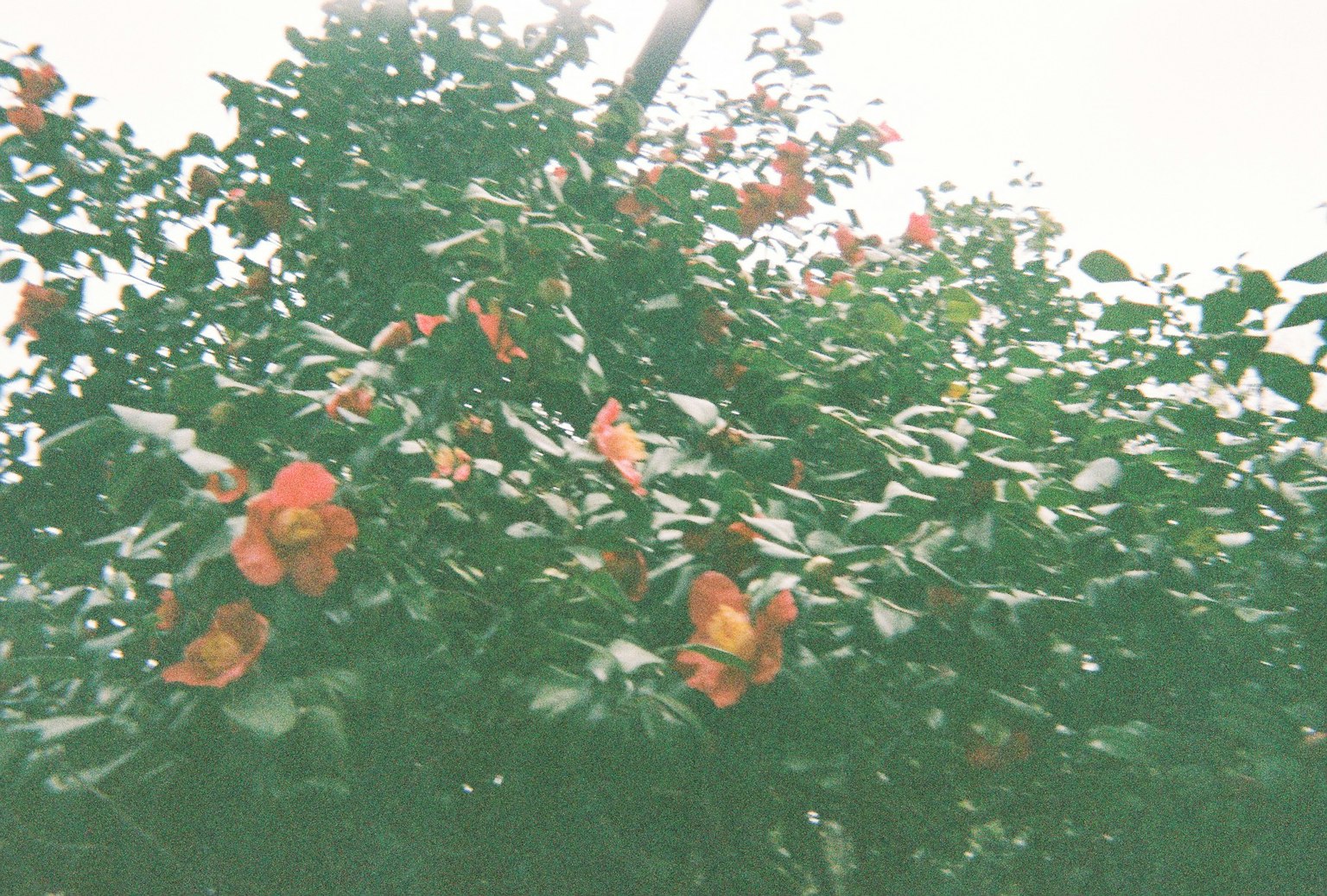 Árbol con flores naranjas entre hojas verdes