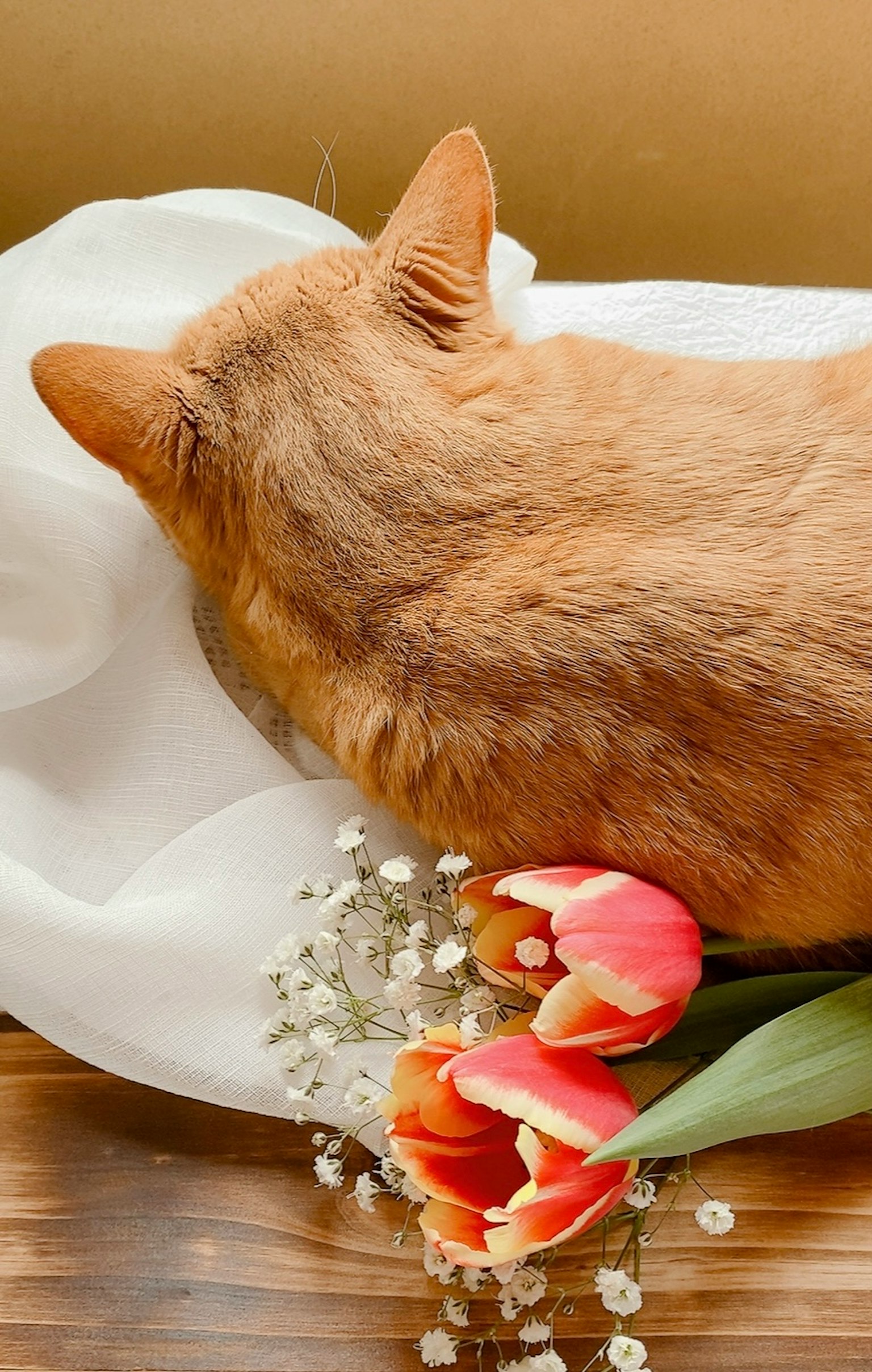 An orange cat sleeping on white fabric with pink tulips nearby