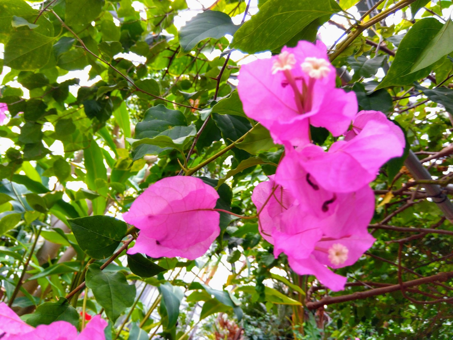 Fiori di bougainvillea rosa vivace circondati da foglie verdi