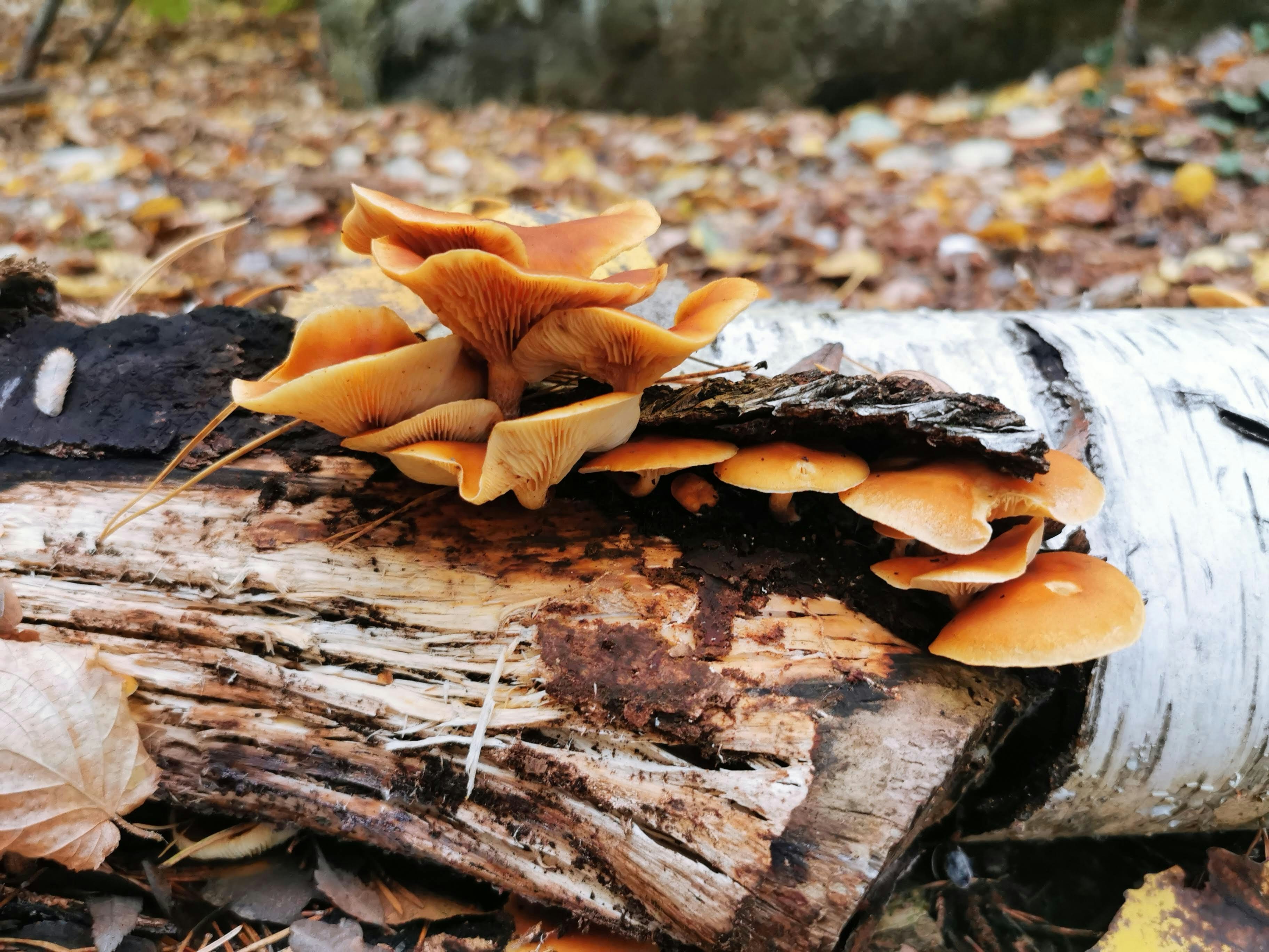 champignons orange poussant sur une bûche au sol
