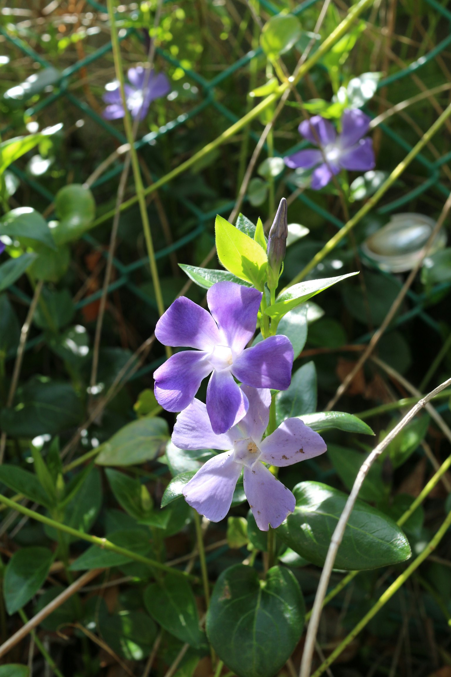 Fiori viola che sbocciano tra foglie verdi