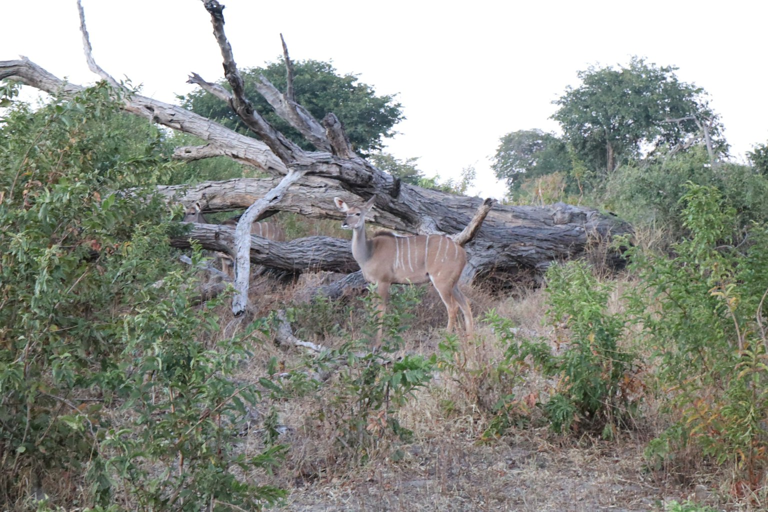 Kudu berdiri dekat pohon tumbang di lingkungan alami