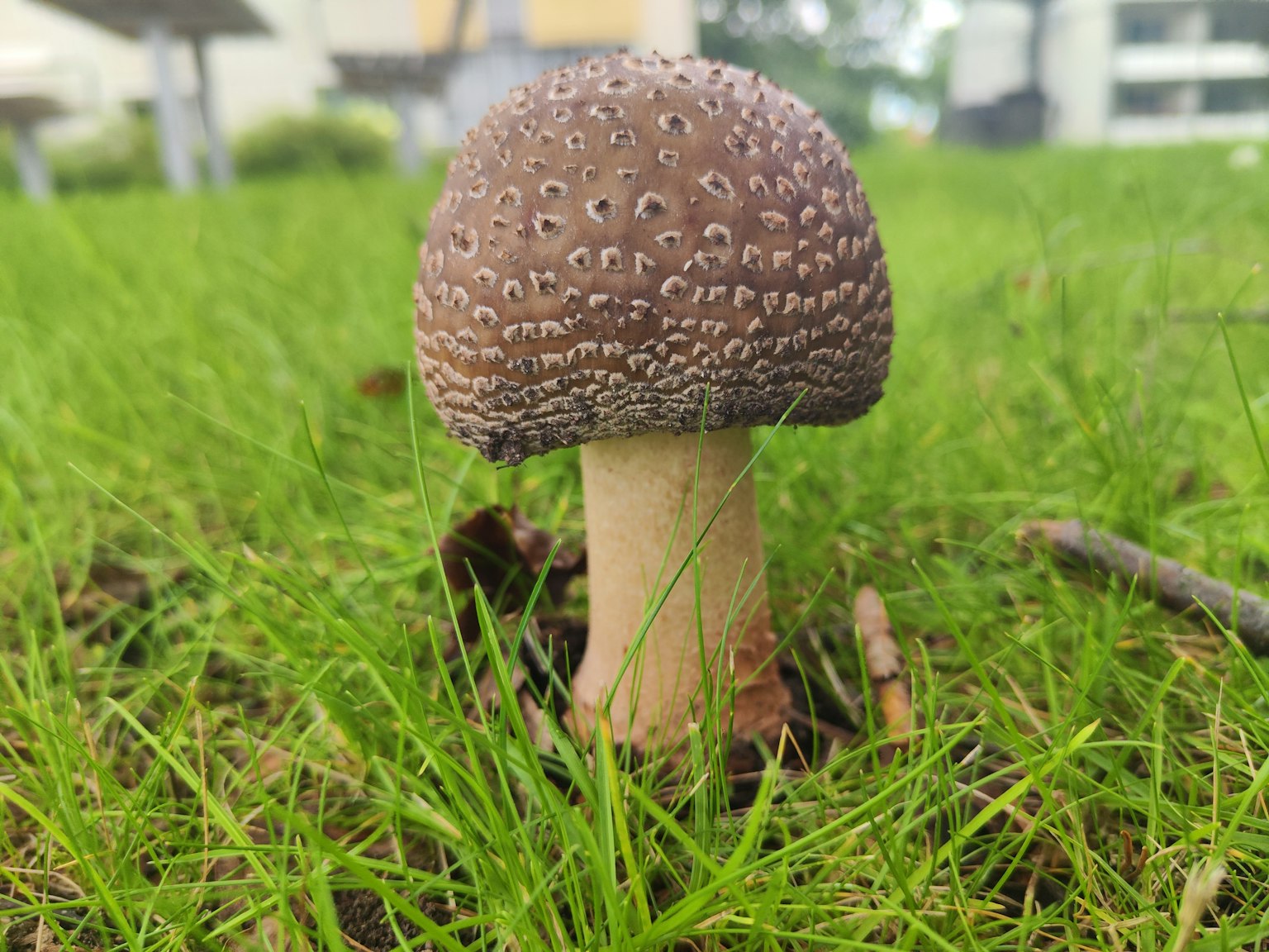 棕色蘑菇立在绿色草地上