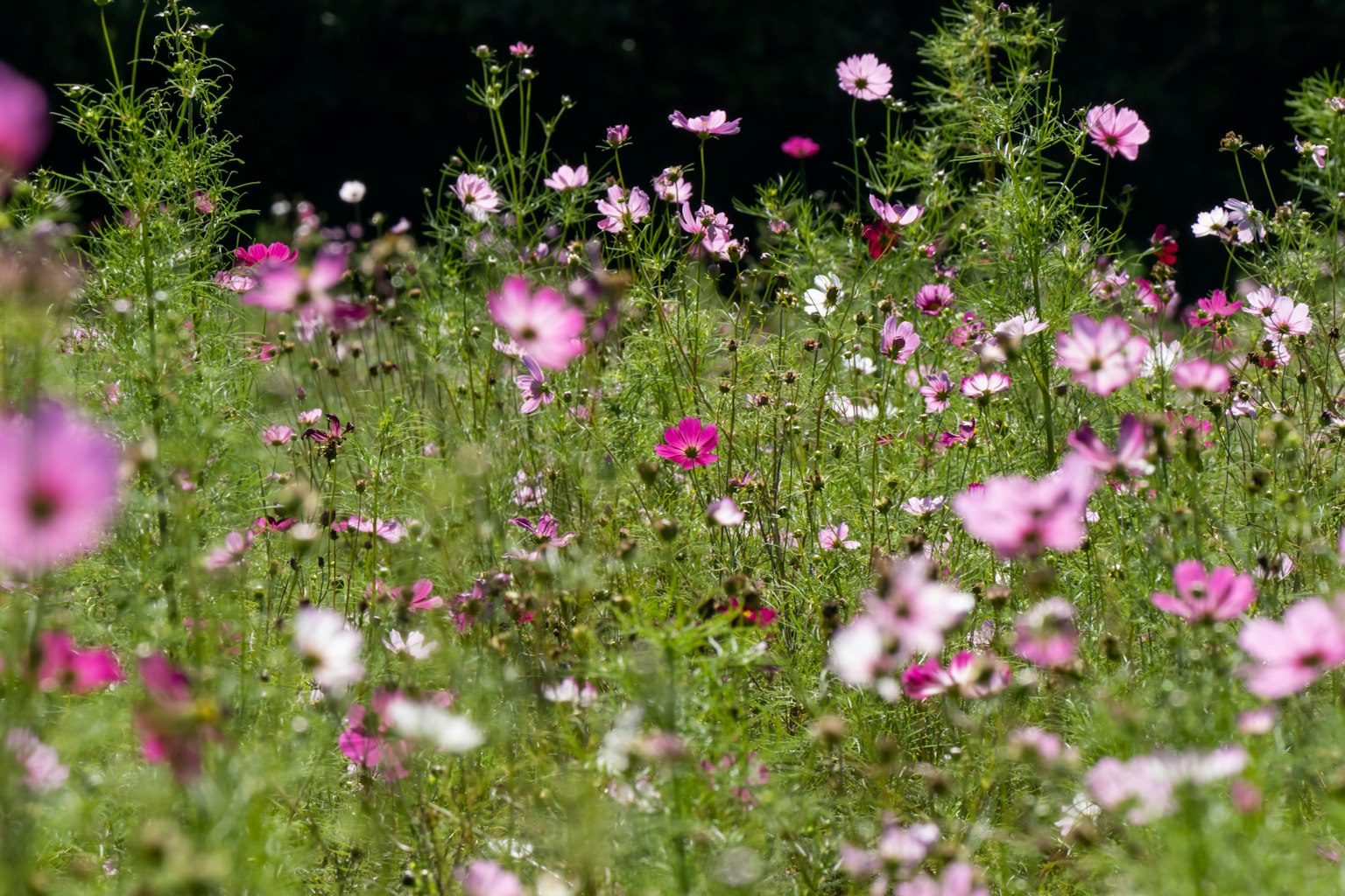 Campo di fiori colorati in varie sfumature di rosa