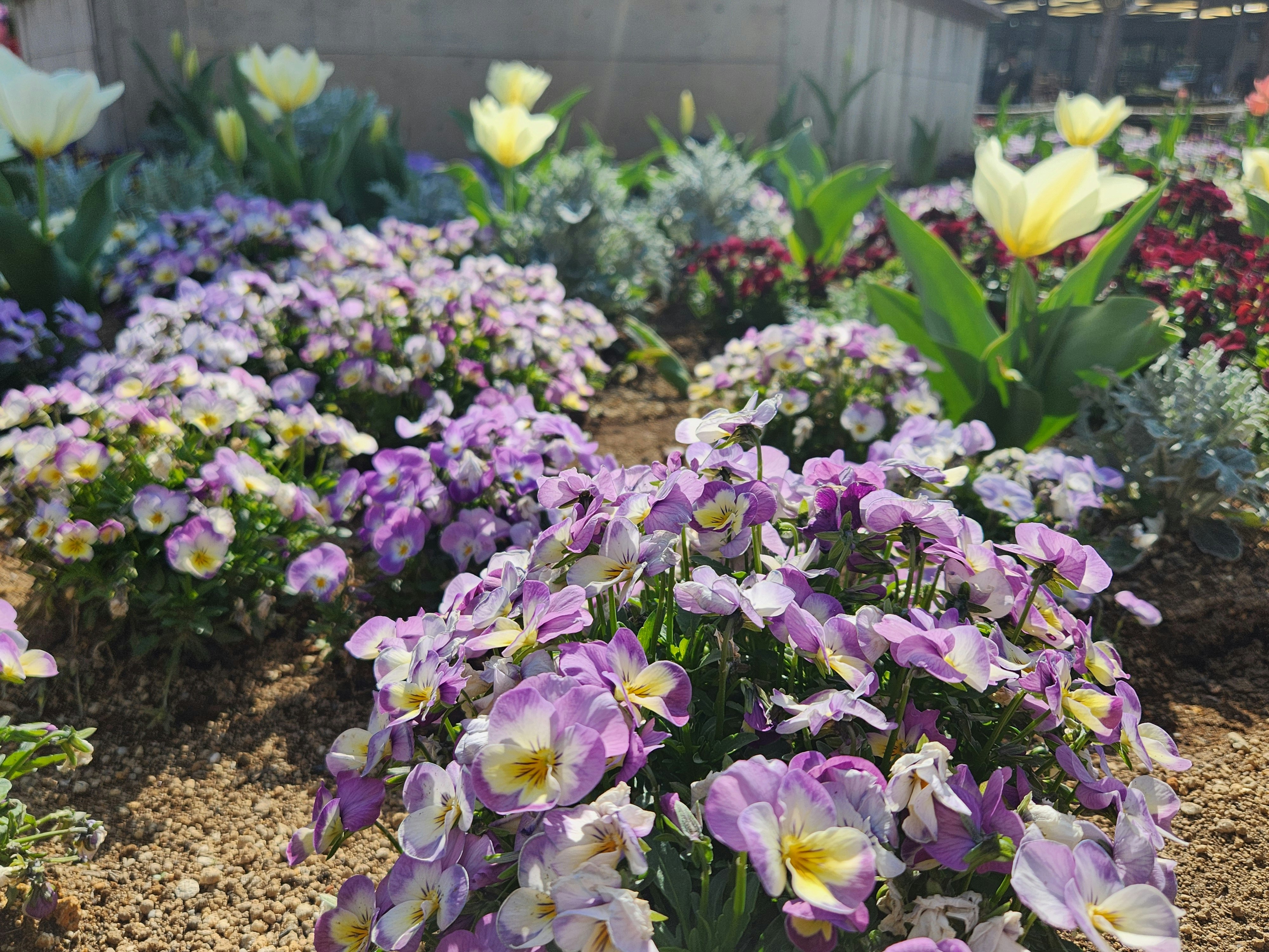 花壇に咲くスミレとチューリップの白い花