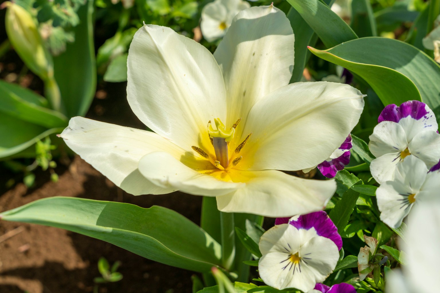 Gros plan d'un tulipe blanche et de violas violets dans un parterre de fleurs