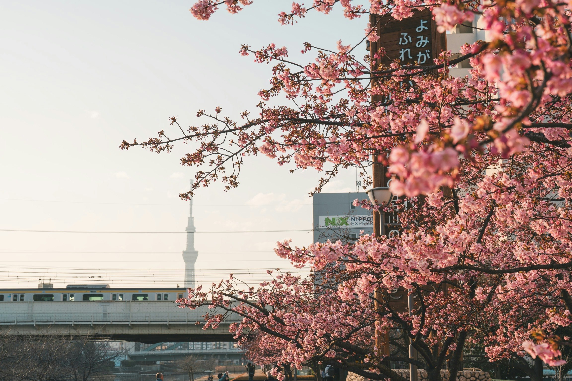 Kirschblüten vor einer Frühlings-Stadtansicht