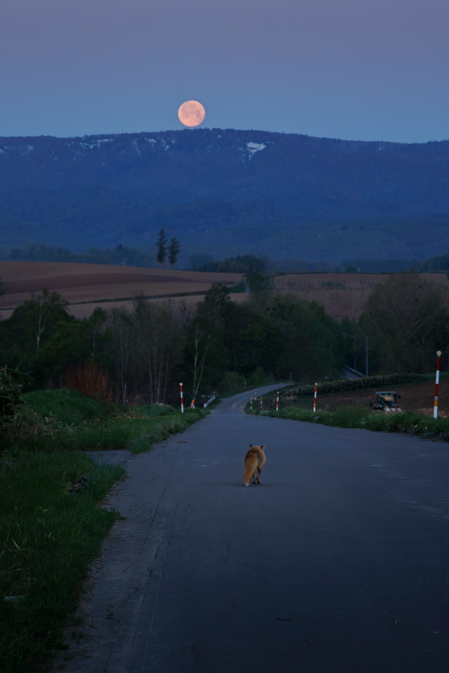 Ein Hund, der auf einer Straße unter einem aufgehenden Mond über den Bergen läuft