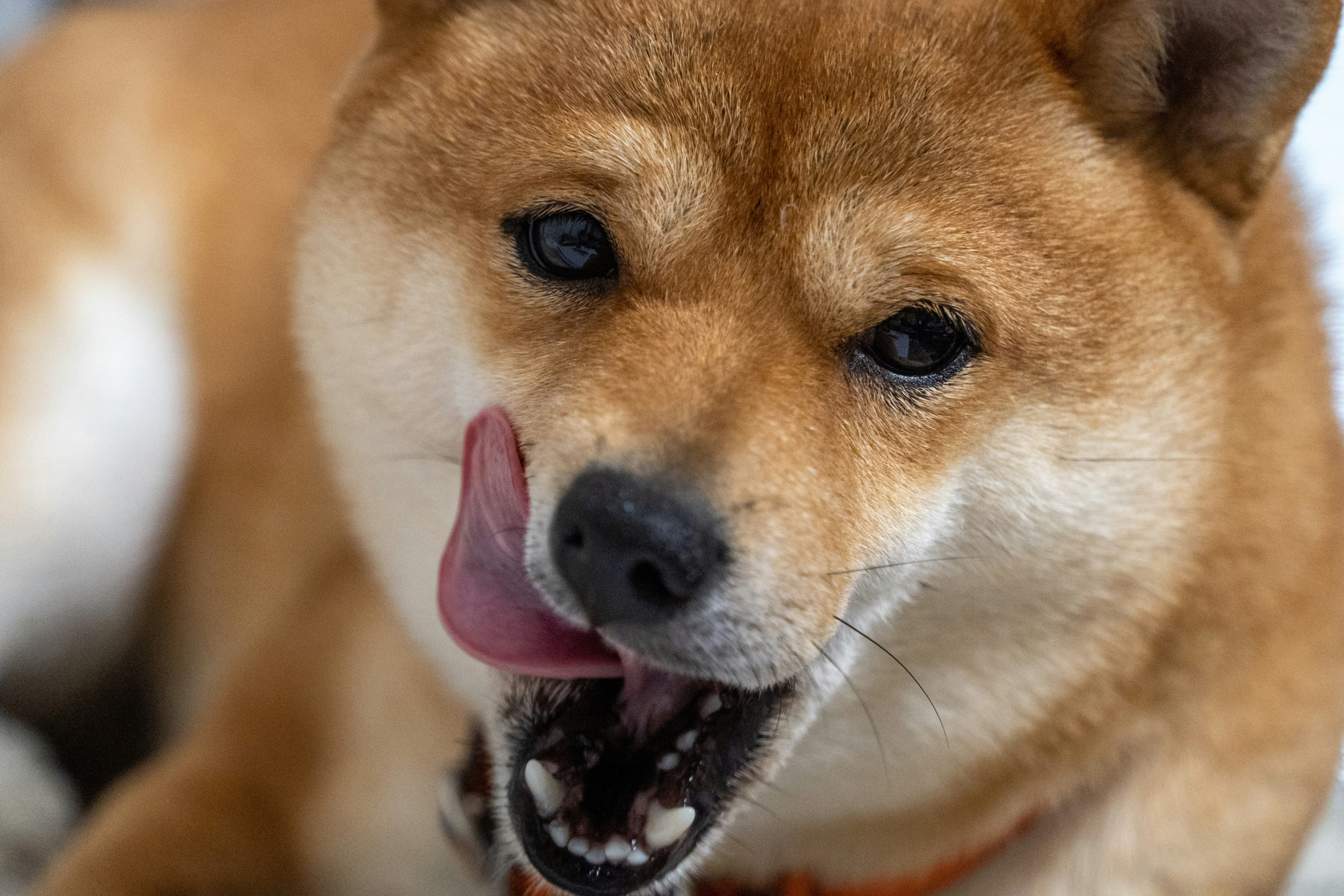 笑っている柴犬の顔がクローズアップされている