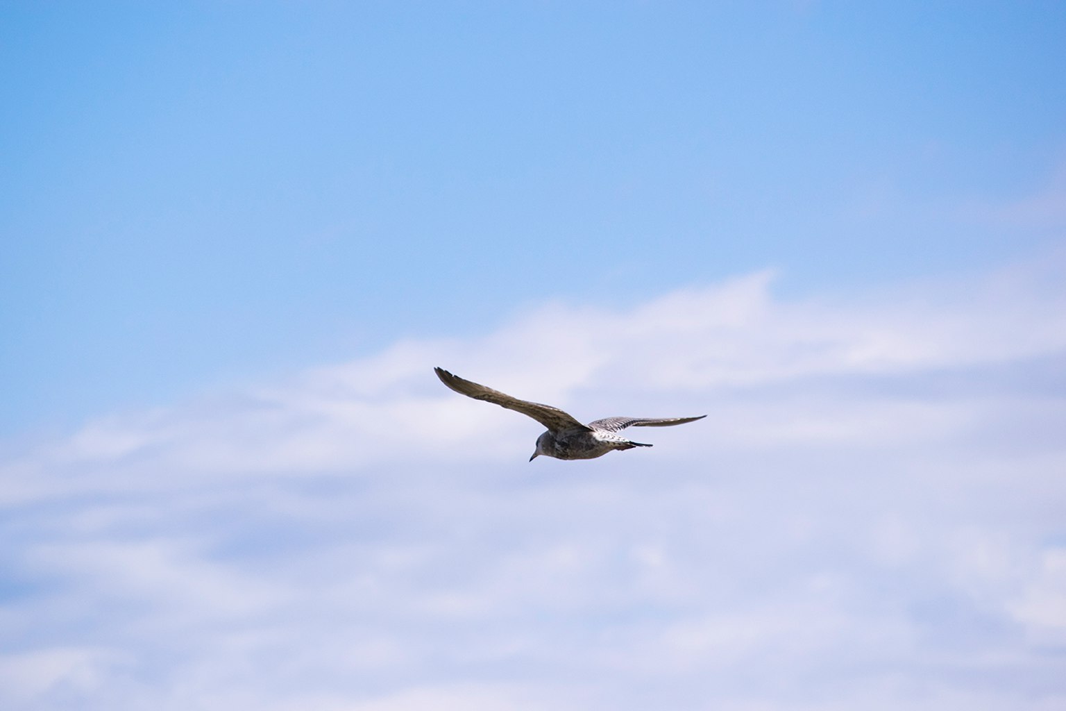 Silhouette di un uccello che vola contro un cielo blu