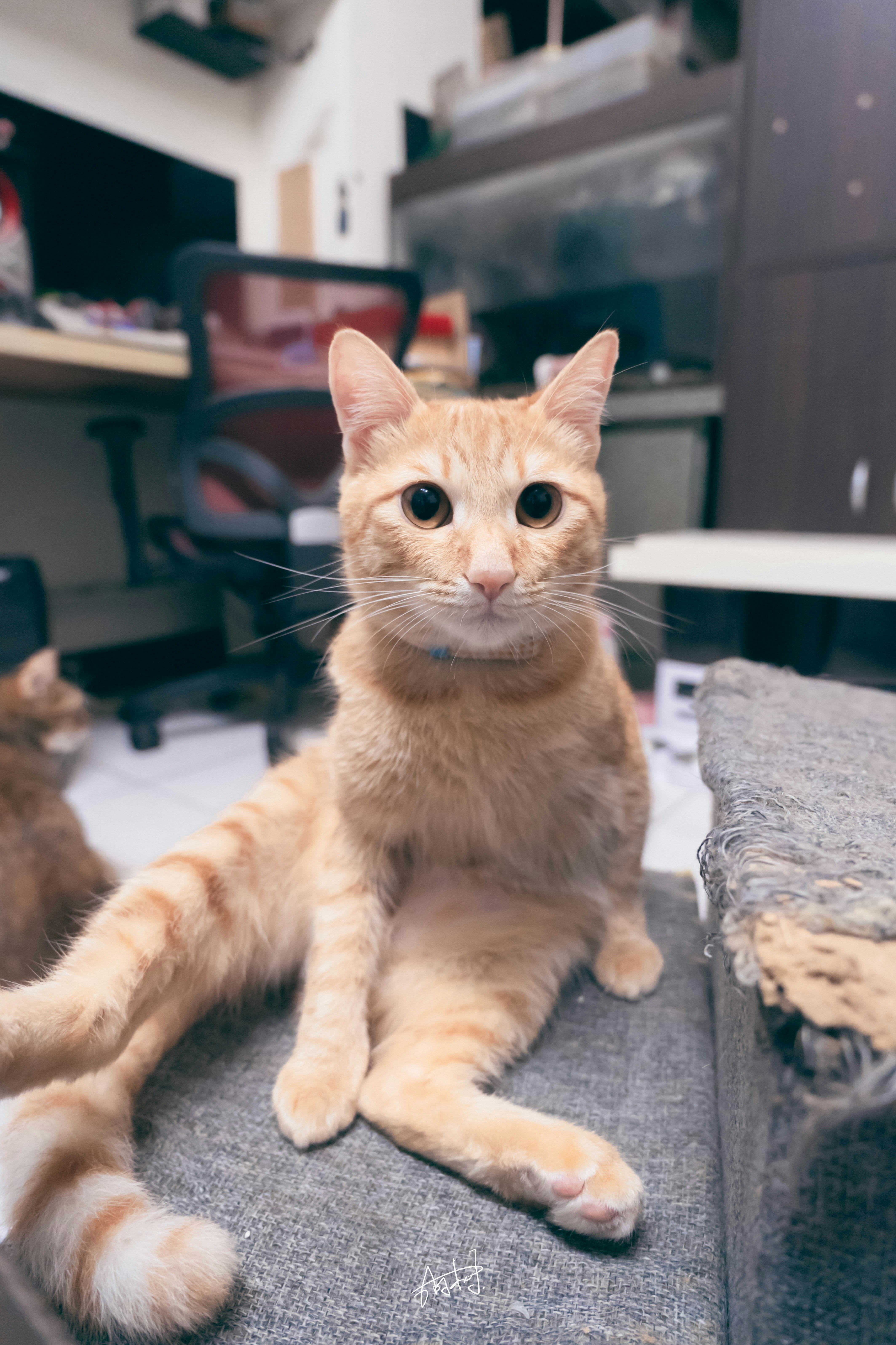 家のソファでくつろぐ小さな橘猫の可愛い姿