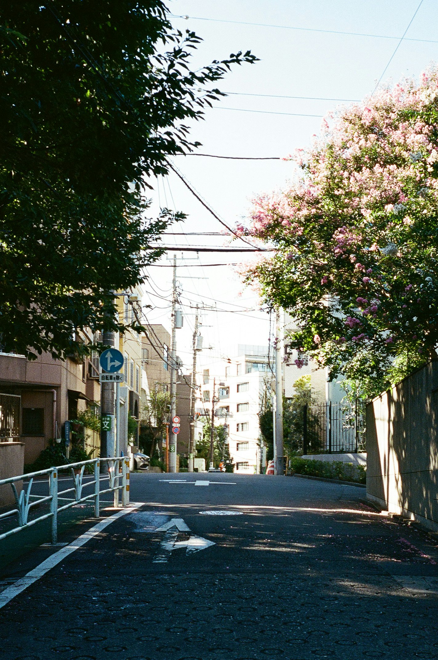 vicolo residenziale con alberi e fiori in fiore