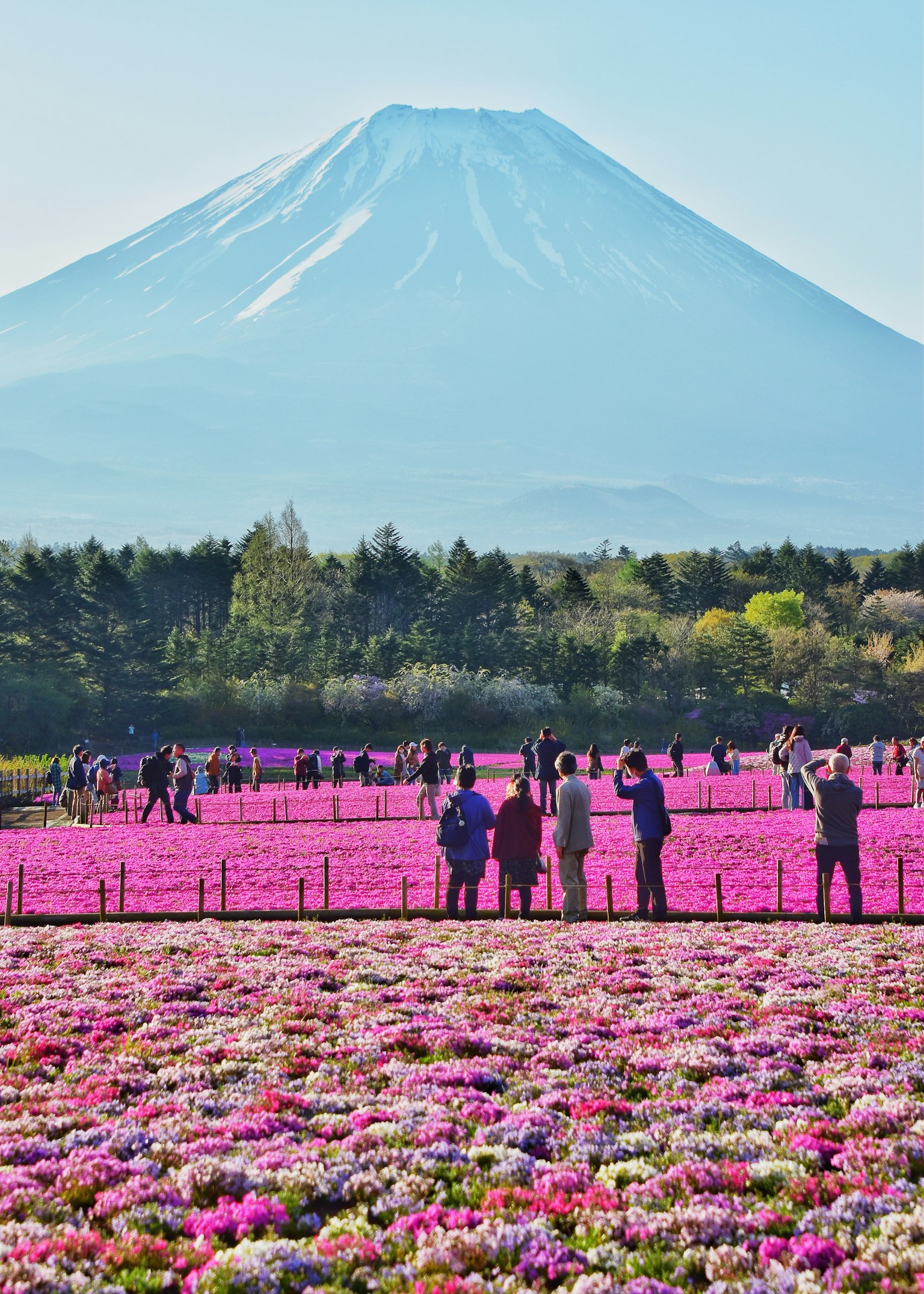 Campo de flores coloridas con el monte Fuji al fondo y visitantes