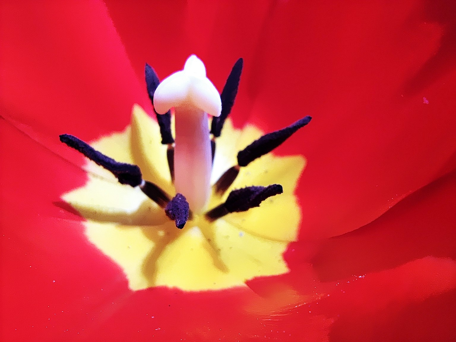 Primo piano di un tulipano rosso con centro giallo e stami neri