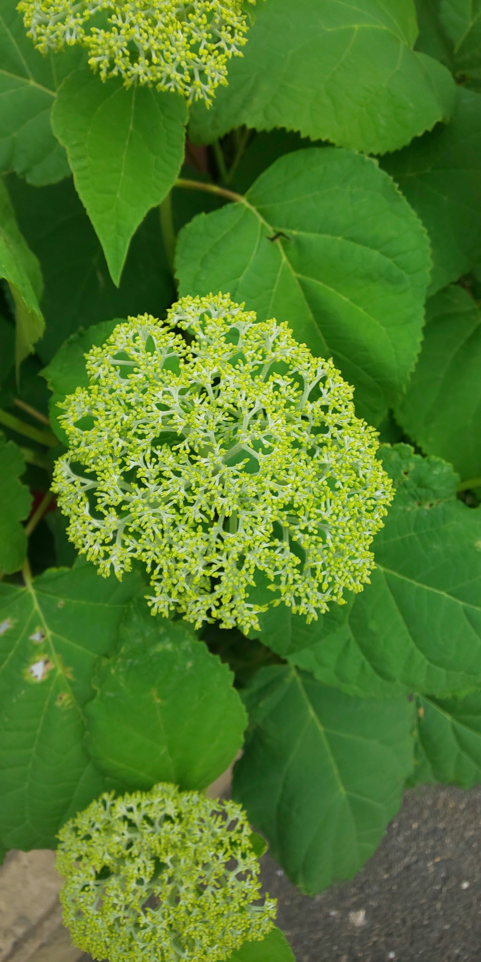 Raggruppamento di piccoli fiori verdi circondati da foglie verdi