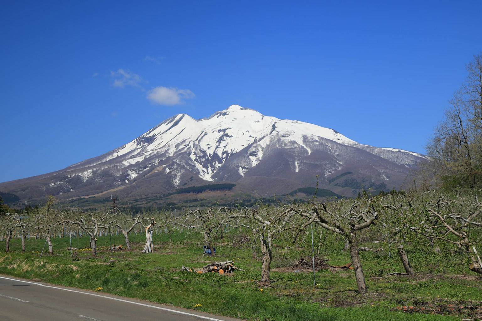 雪山在晴朗藍天下的果園前景