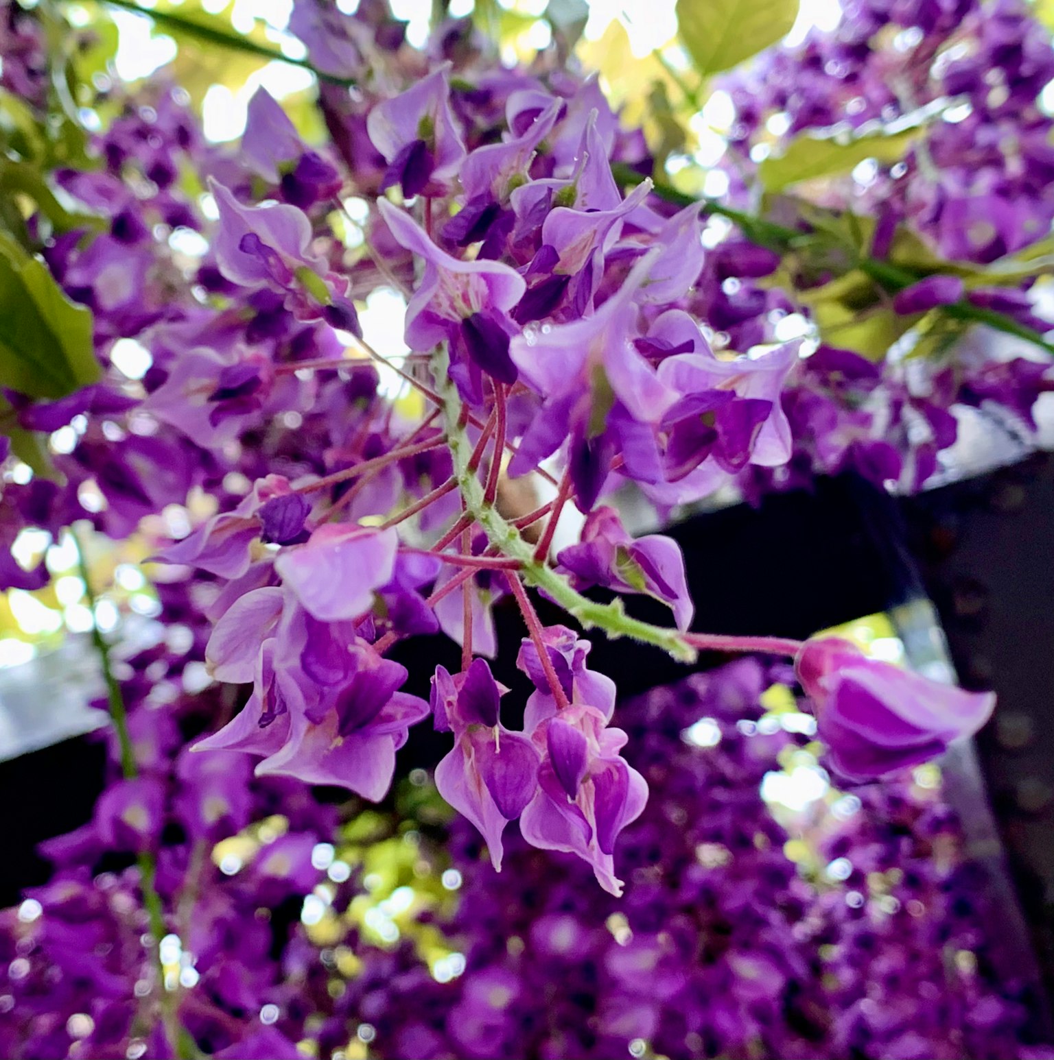 紫色藤花的特写