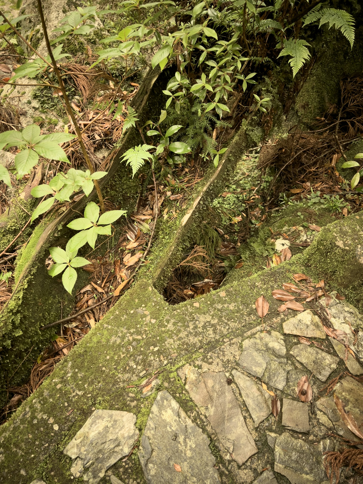Una combinazione di sentiero in pietra e vegetazione lussureggiante in un ambiente naturale