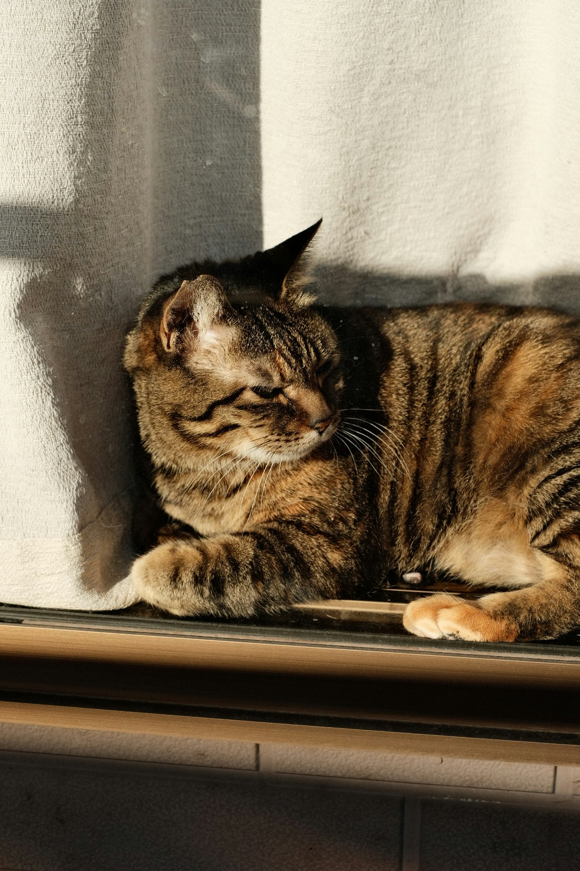 窗边慵懒的虎斑猫