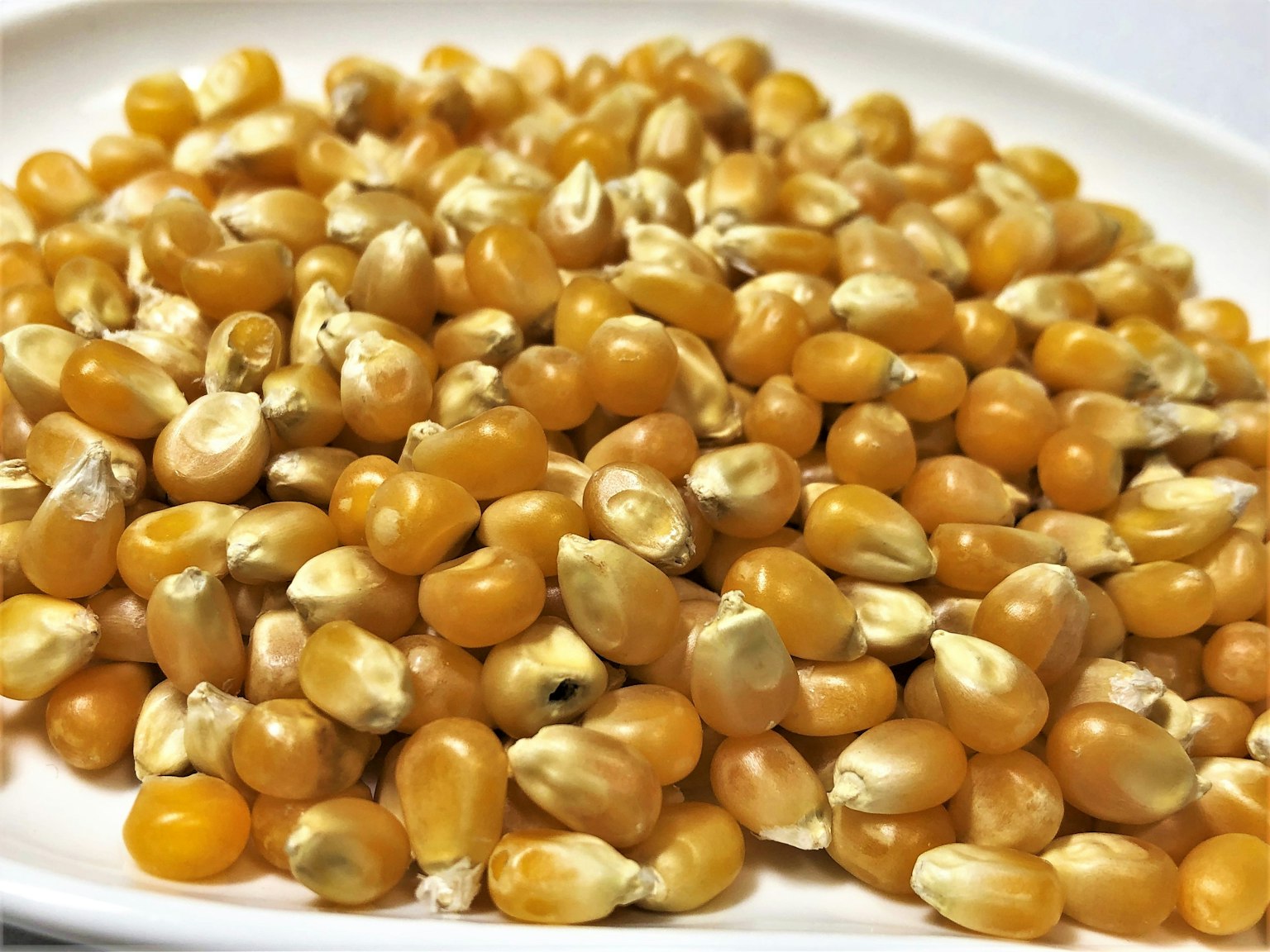 Chicchi di mais gialli sparsi su un piatto bianco