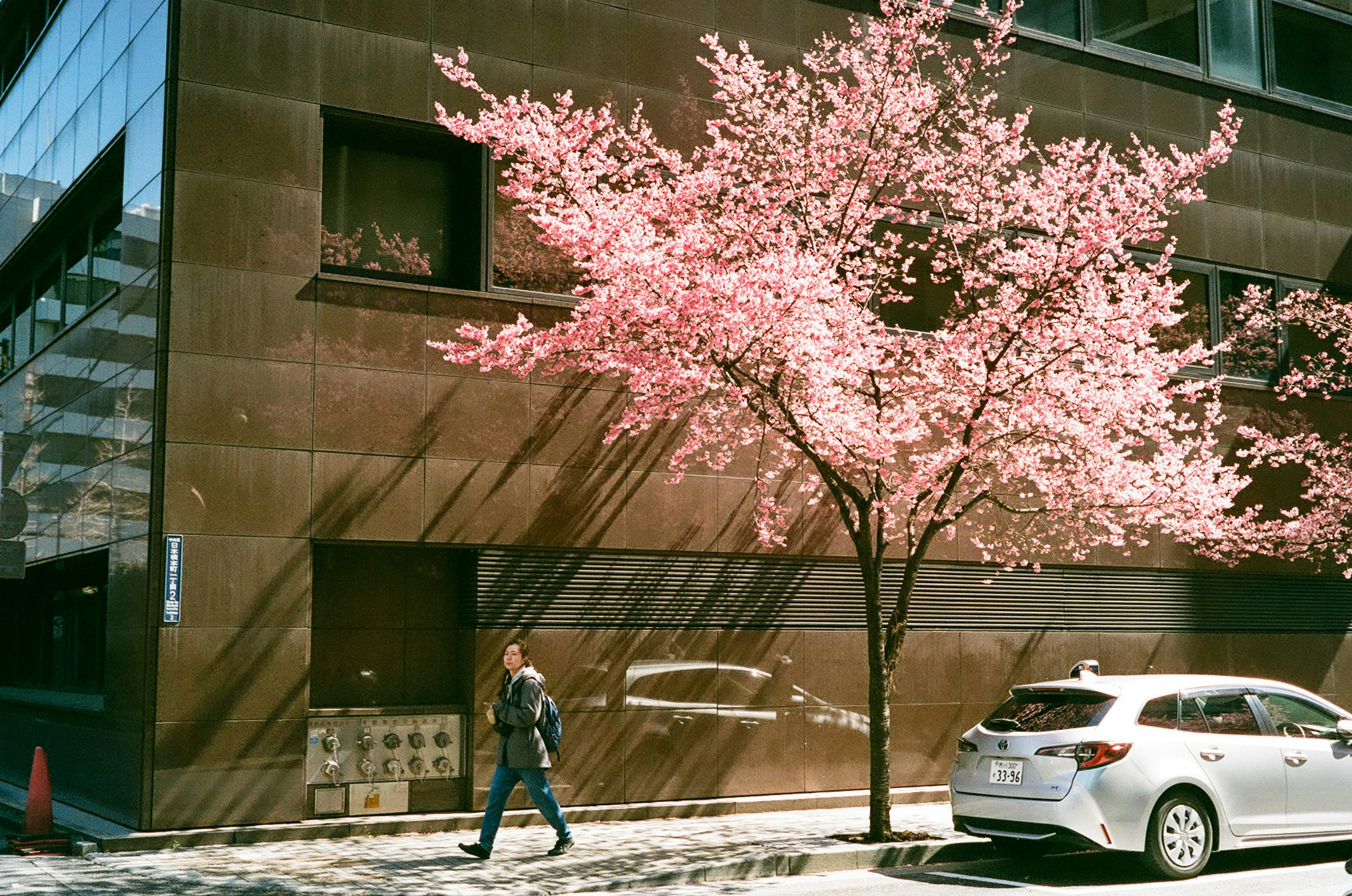 ガラス張りの建物前に咲く桜の木と歩く人