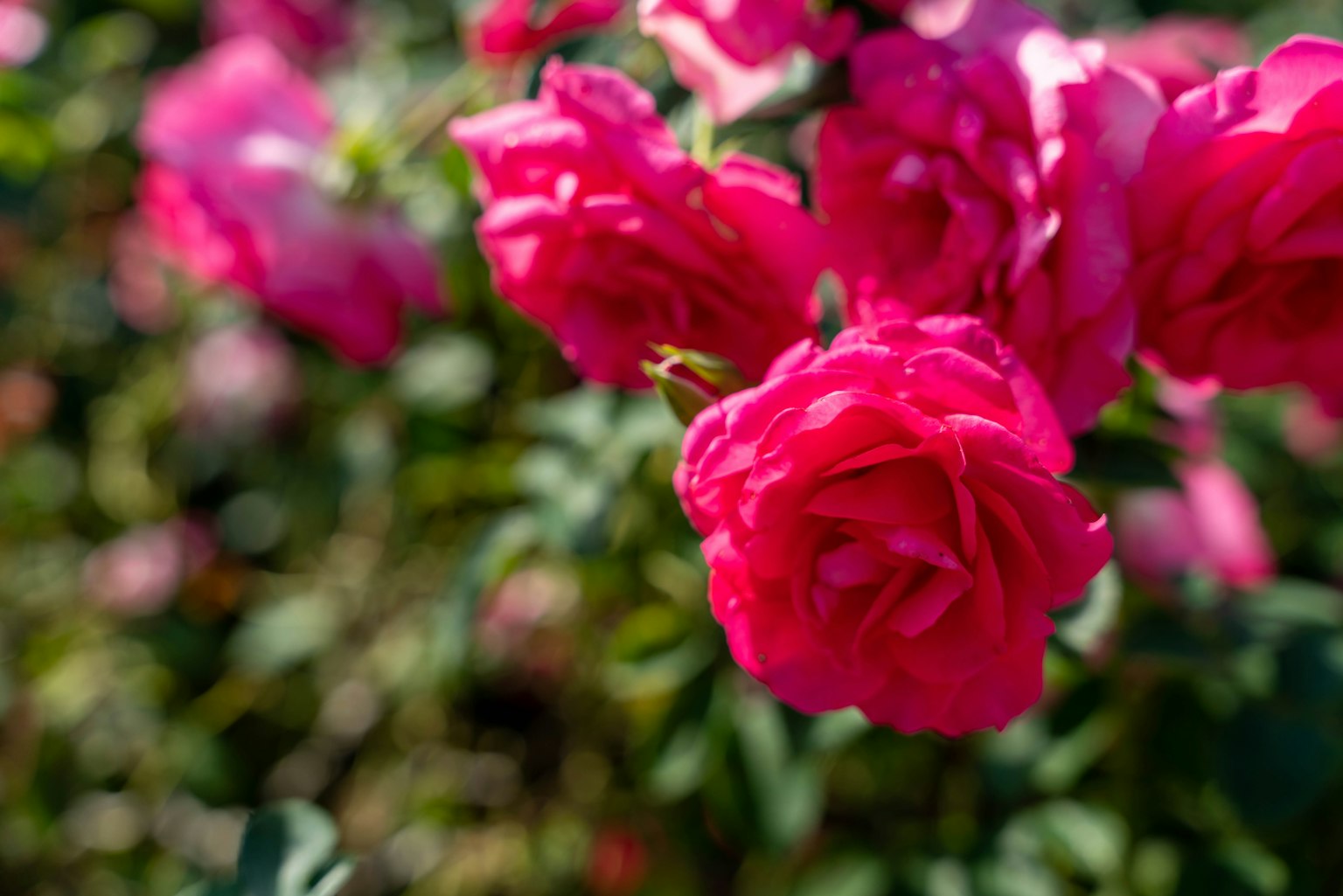 Rosas rosas vibrantes floreciendo en un jardín