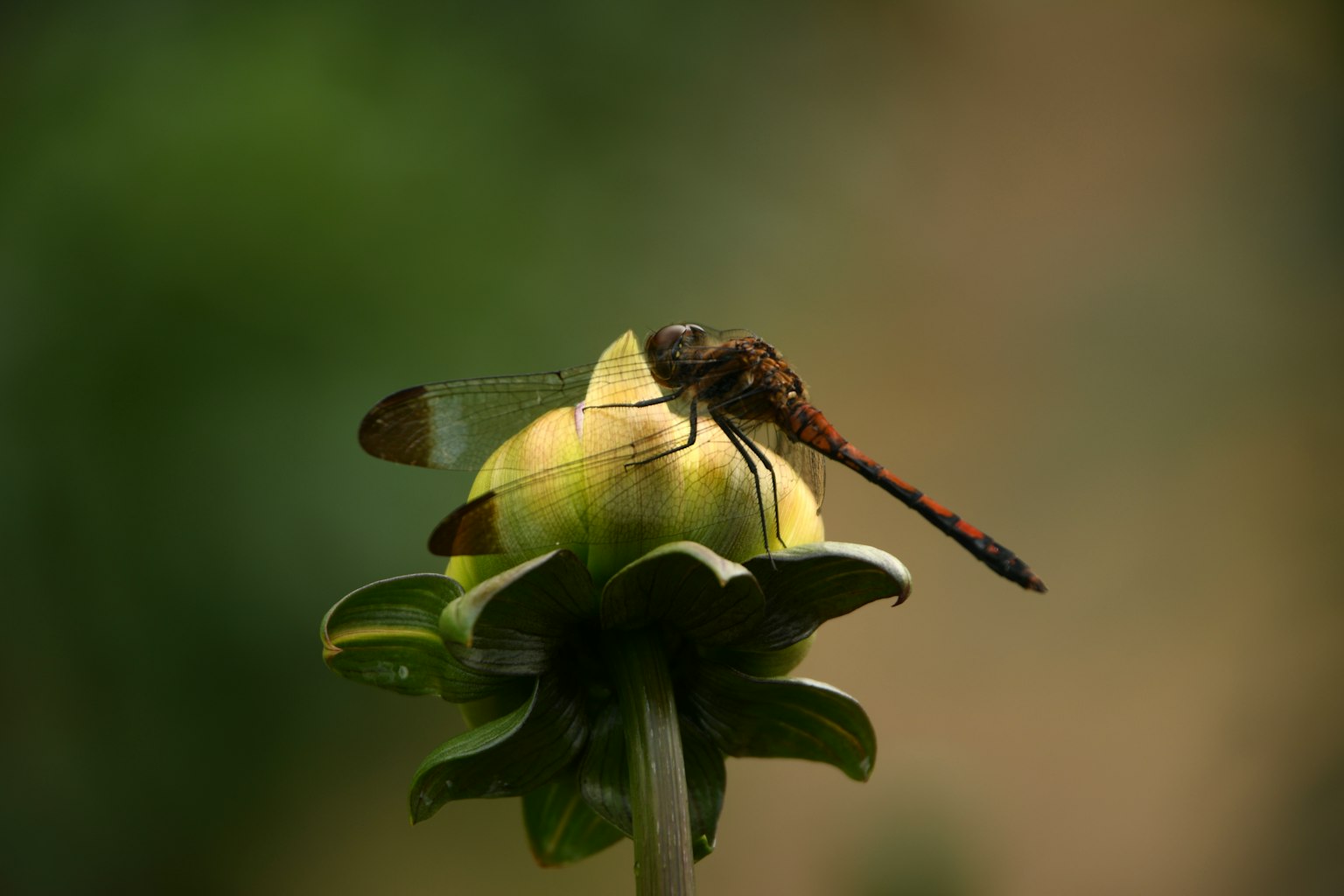 Una libellula appollaiata su un bocciolo di fiore