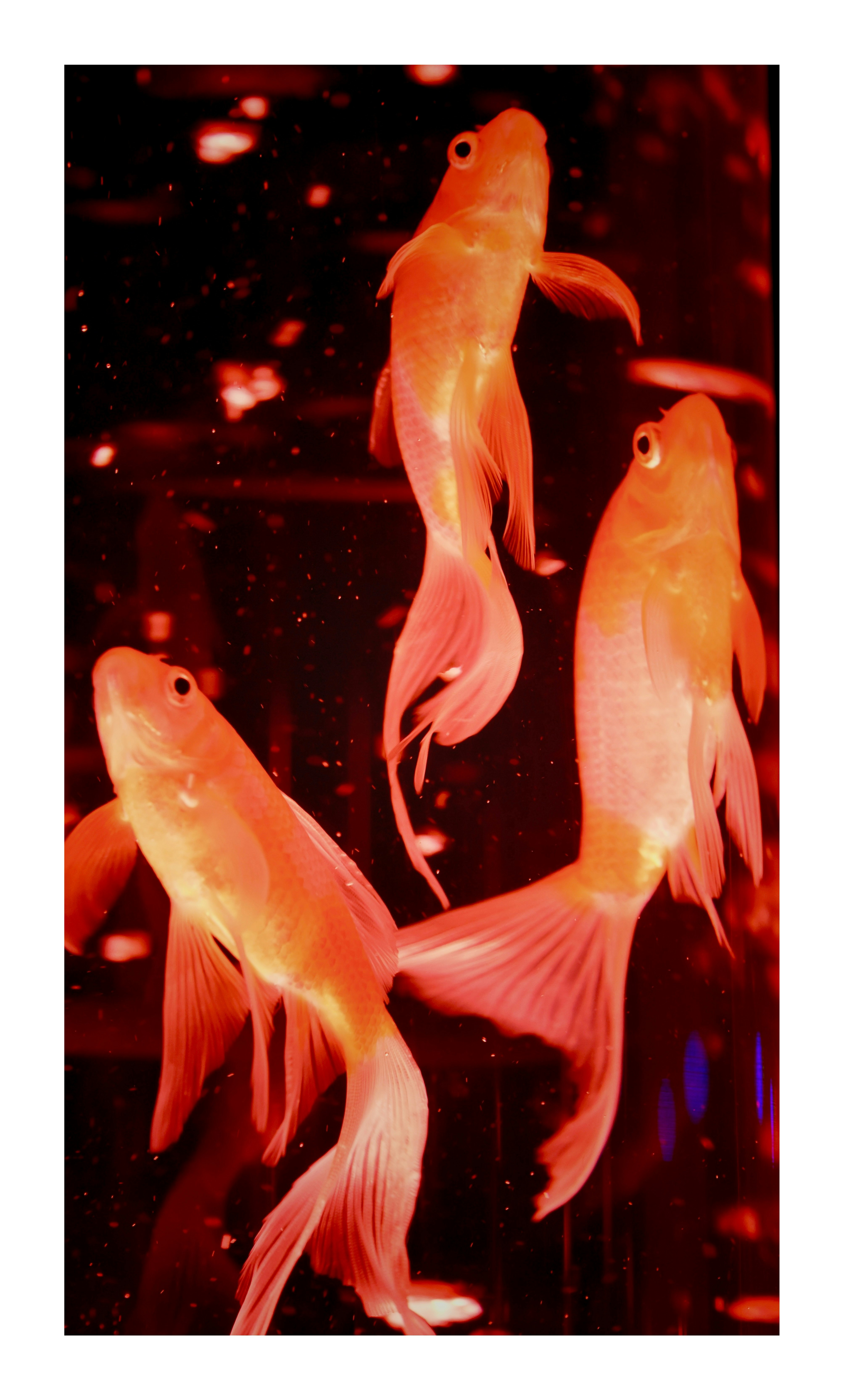 赤い照明の下で泳ぐ金魚の群れ