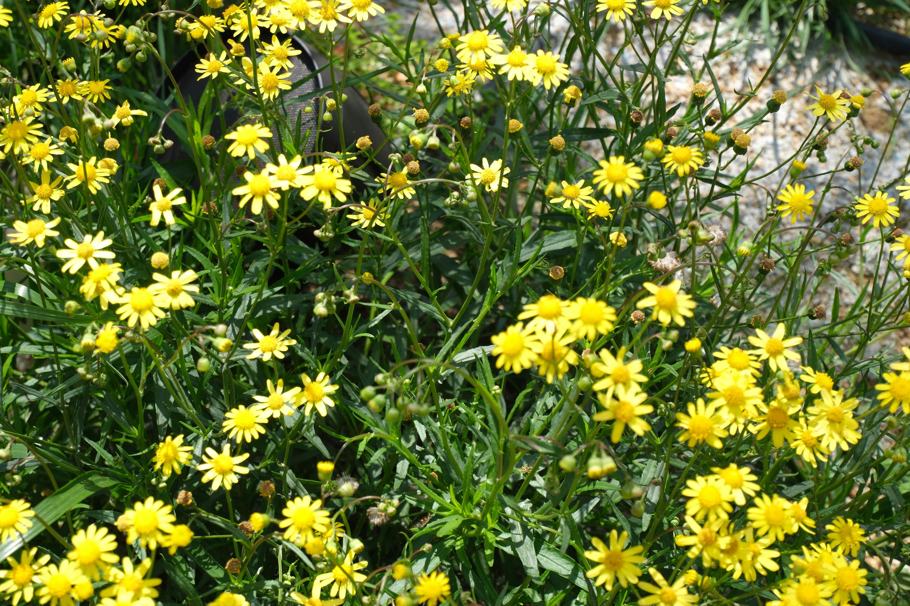 黄色い花が咲く花壇の群生